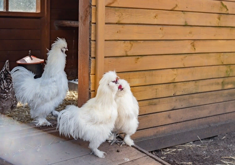 Порода куриц Силки (Silkie Chicken) - шелковая, нравится за необычный внешний вид и пушистые перья - Моё, Сельское хозяйство, Курица, Китай, История, Курятина, Интересное, Забавное, Китайская медицина, , Ферма, Деревня, Видео, Длиннопост