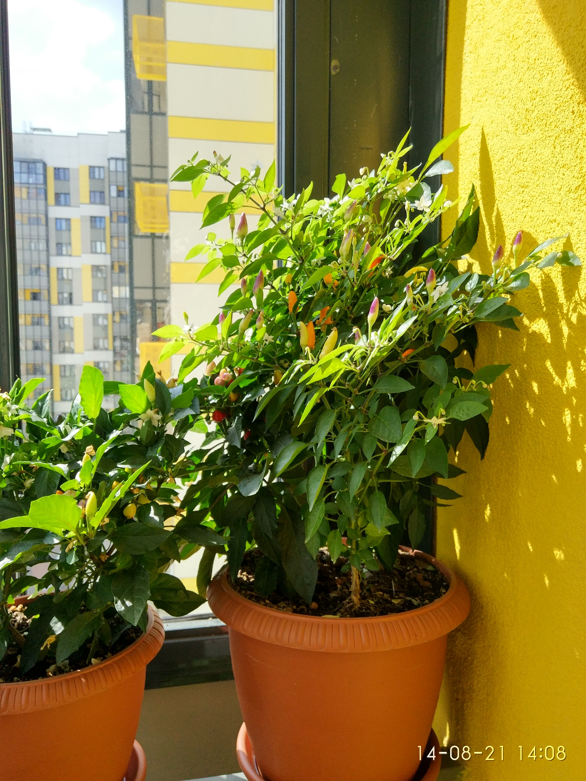 colorful peppers - My, Houseplants, Plants, The photo, Pepper, Longpost