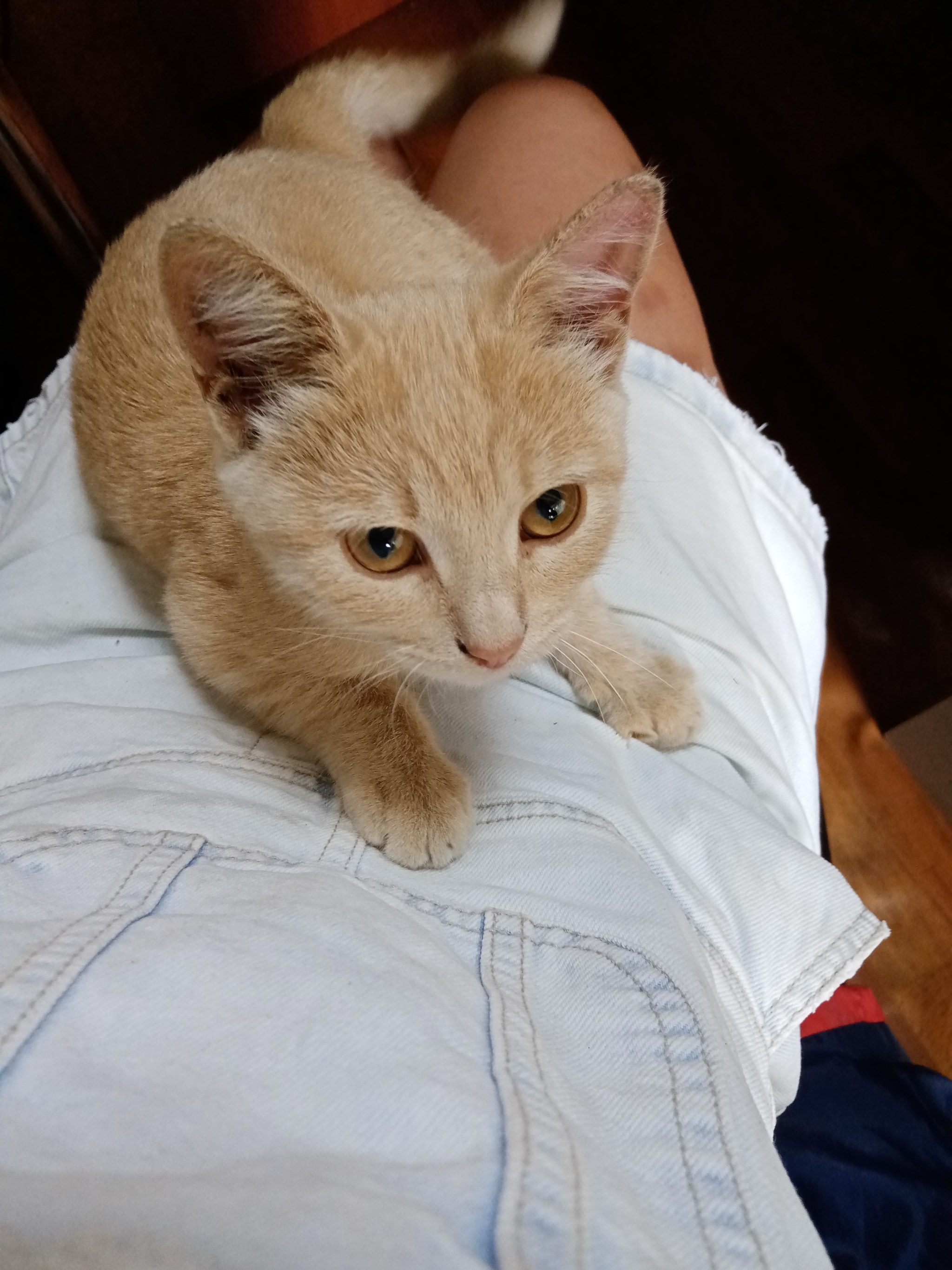 The cutest kitten is looking for a home. - My, Tula, Tula region, Kittens, In good hands, cat, I will give, Longpost, No rating