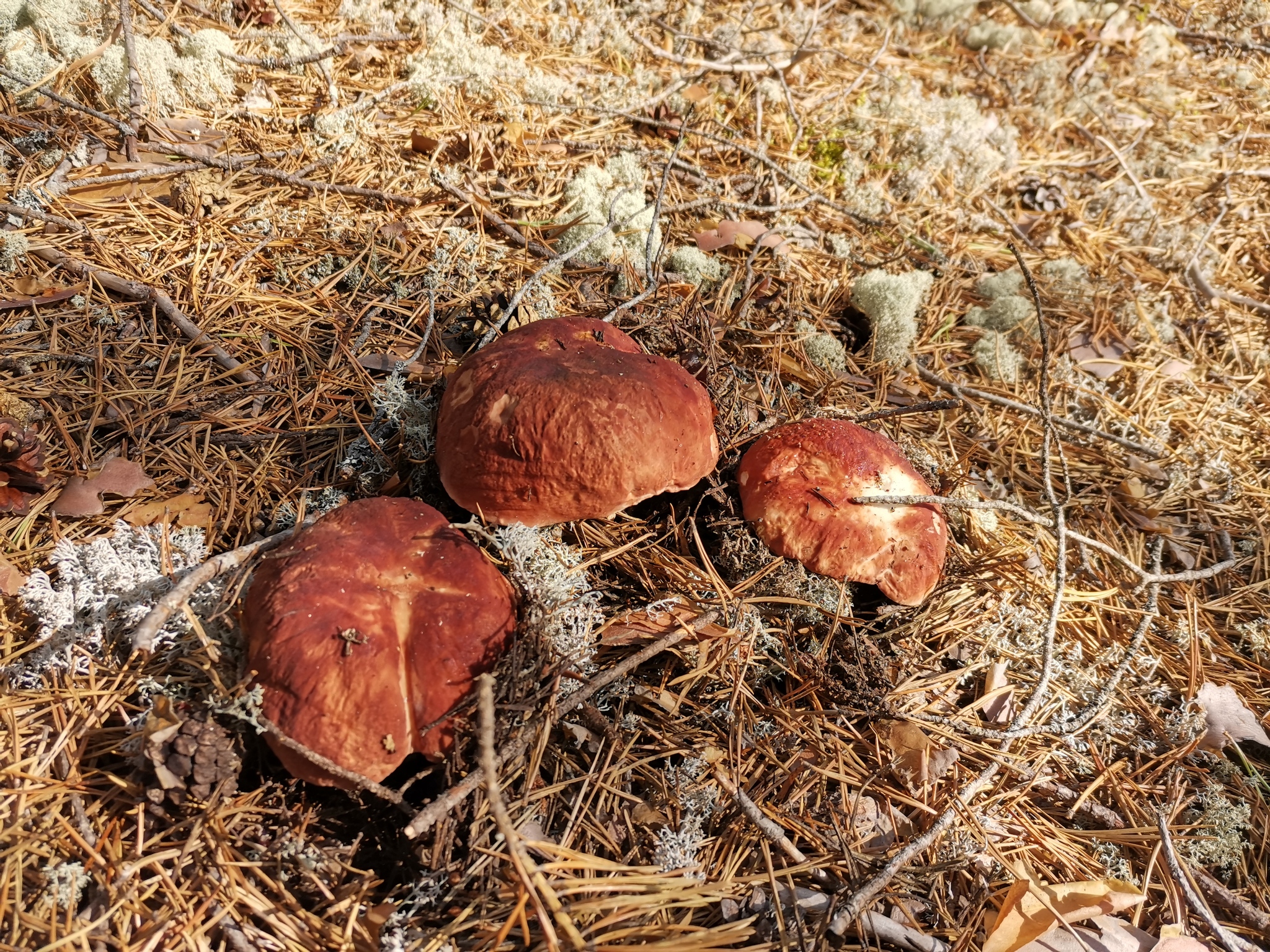 Weekend in the forest, Komi Republic - My, beauty, Stocks for the winter, Longpost, Mushrooms, Silent hunt