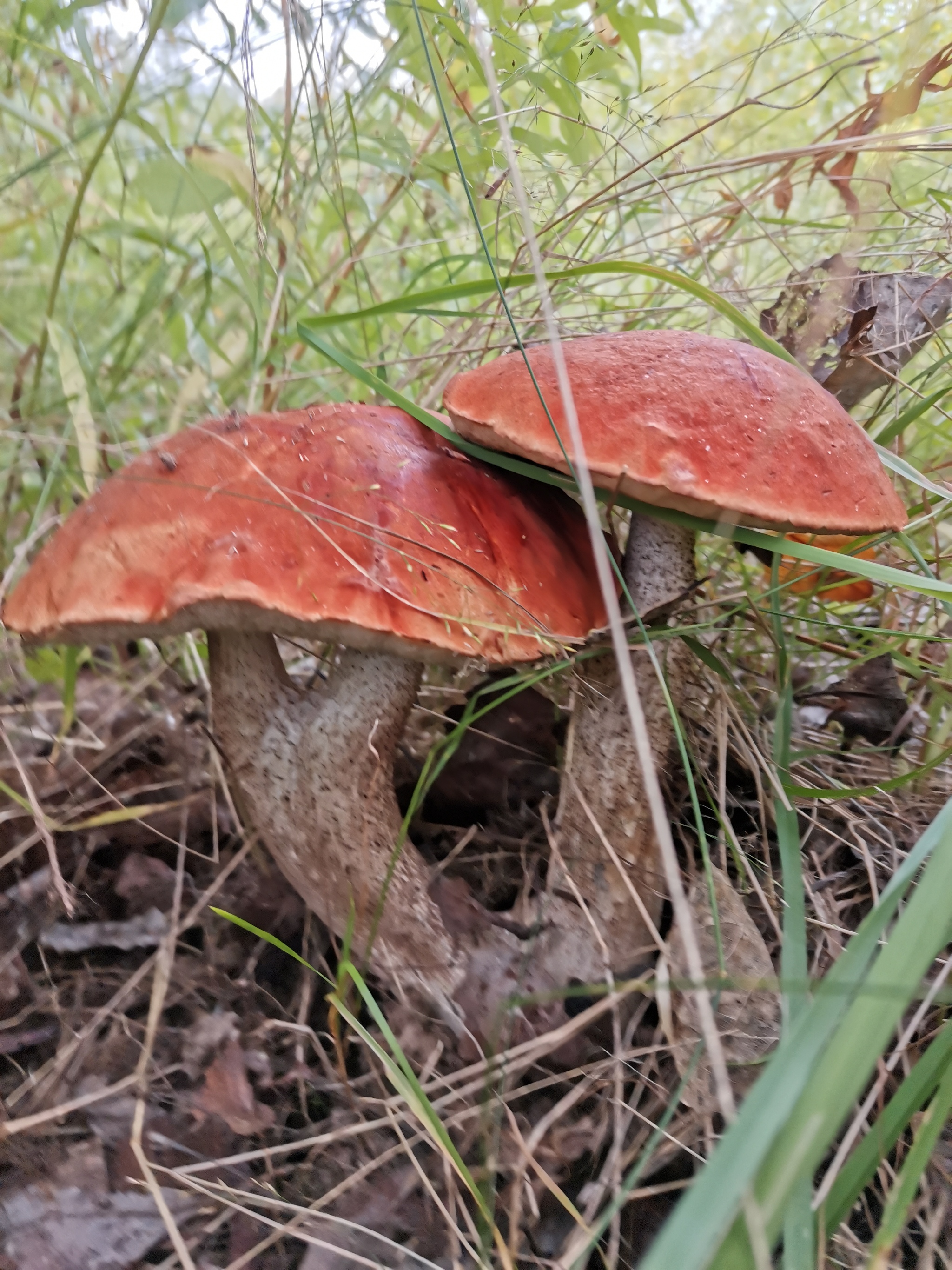 Weekend in the forest, Komi Republic - My, beauty, Stocks for the winter, Longpost, Mushrooms, Silent hunt