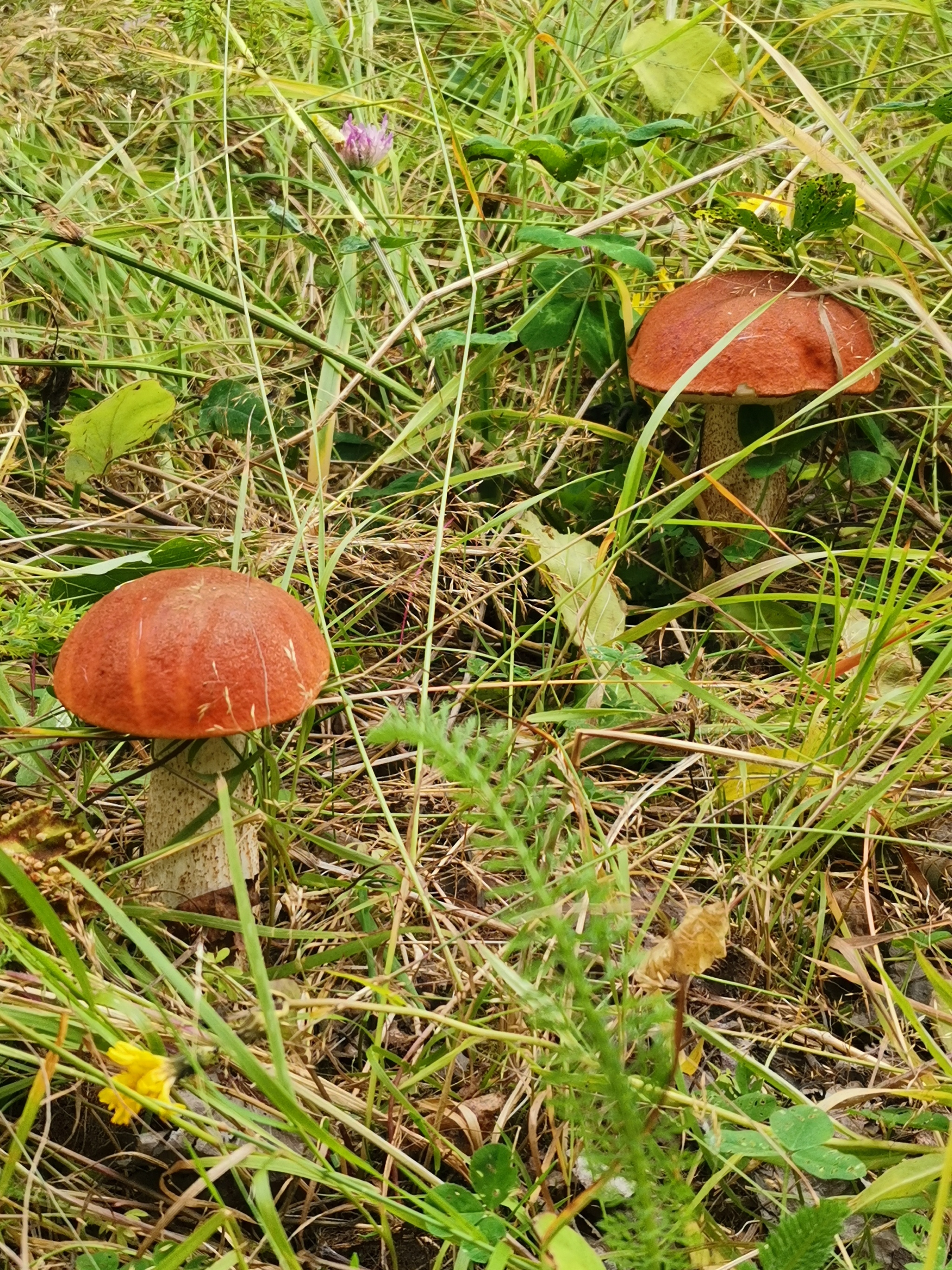 Weekend in the forest, Komi Republic - My, beauty, Stocks for the winter, Longpost, Mushrooms, Silent hunt