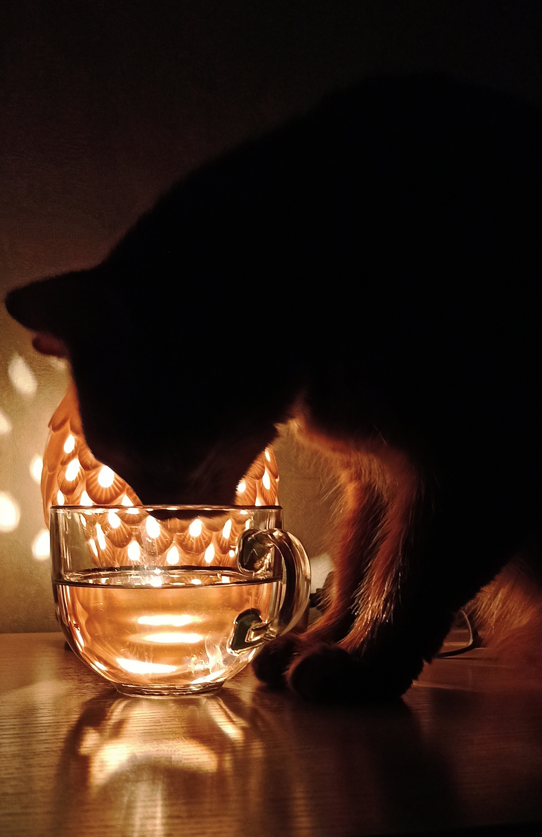 Cat and lamp - My, cat, somali cat, Somali cat