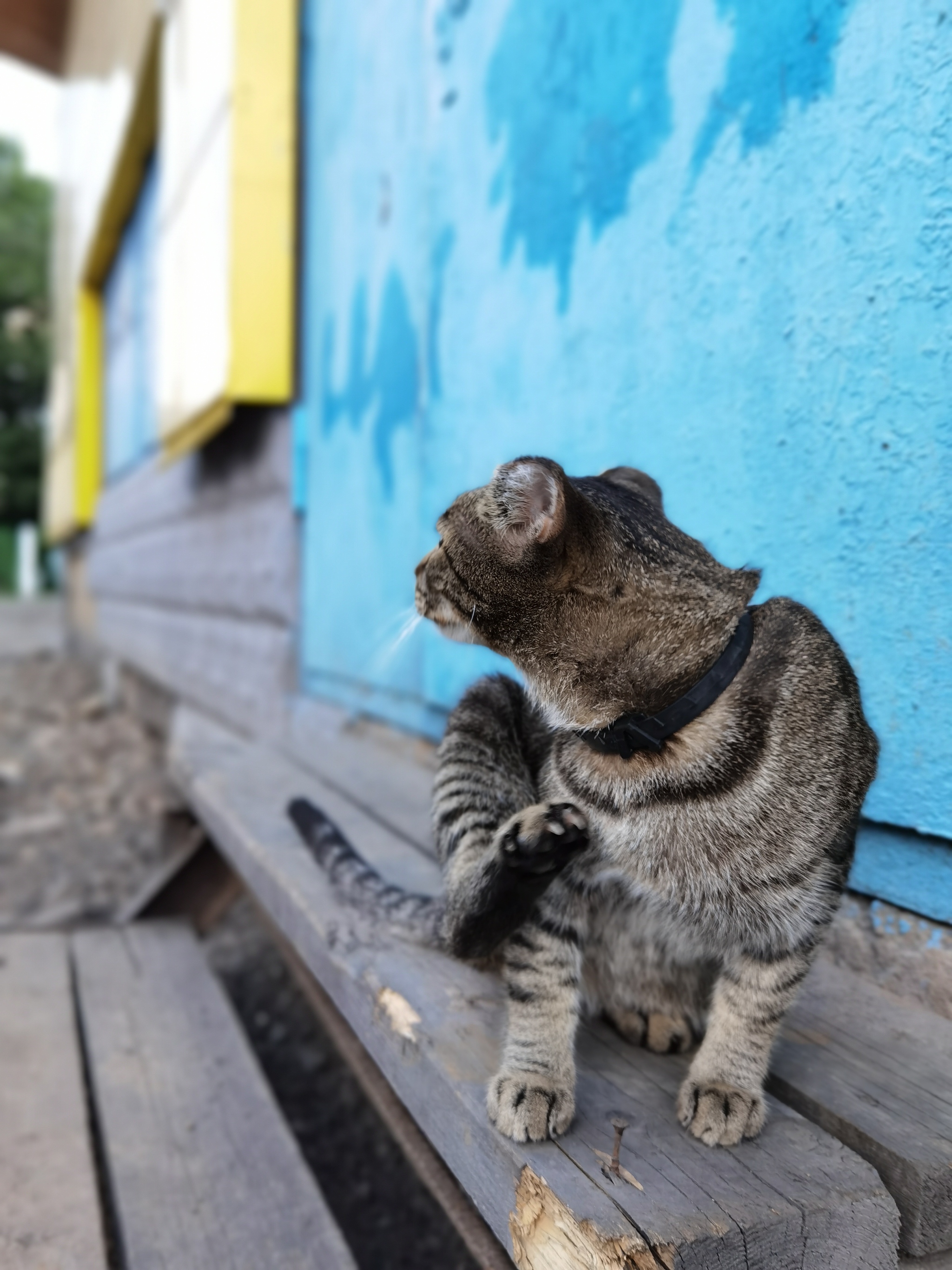 Home Reveler - My, cat, Beginning photographer, Longpost