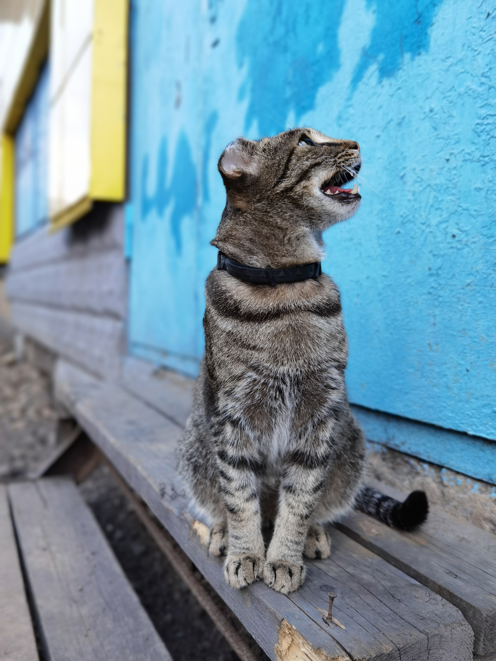 Home Reveler - My, cat, Beginning photographer, Longpost