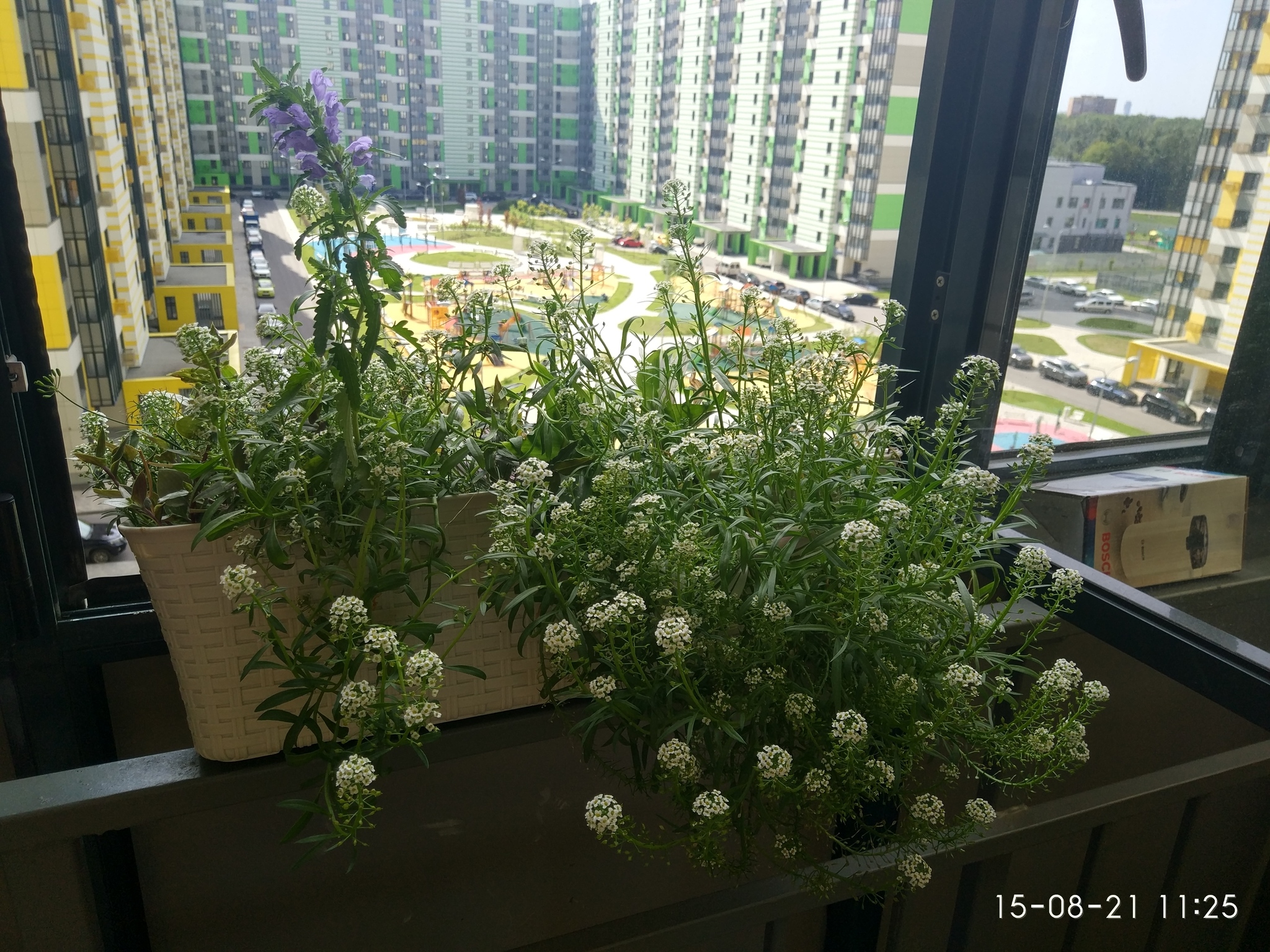 Flowers on the balcony - My, Flowers, Plants, The photo