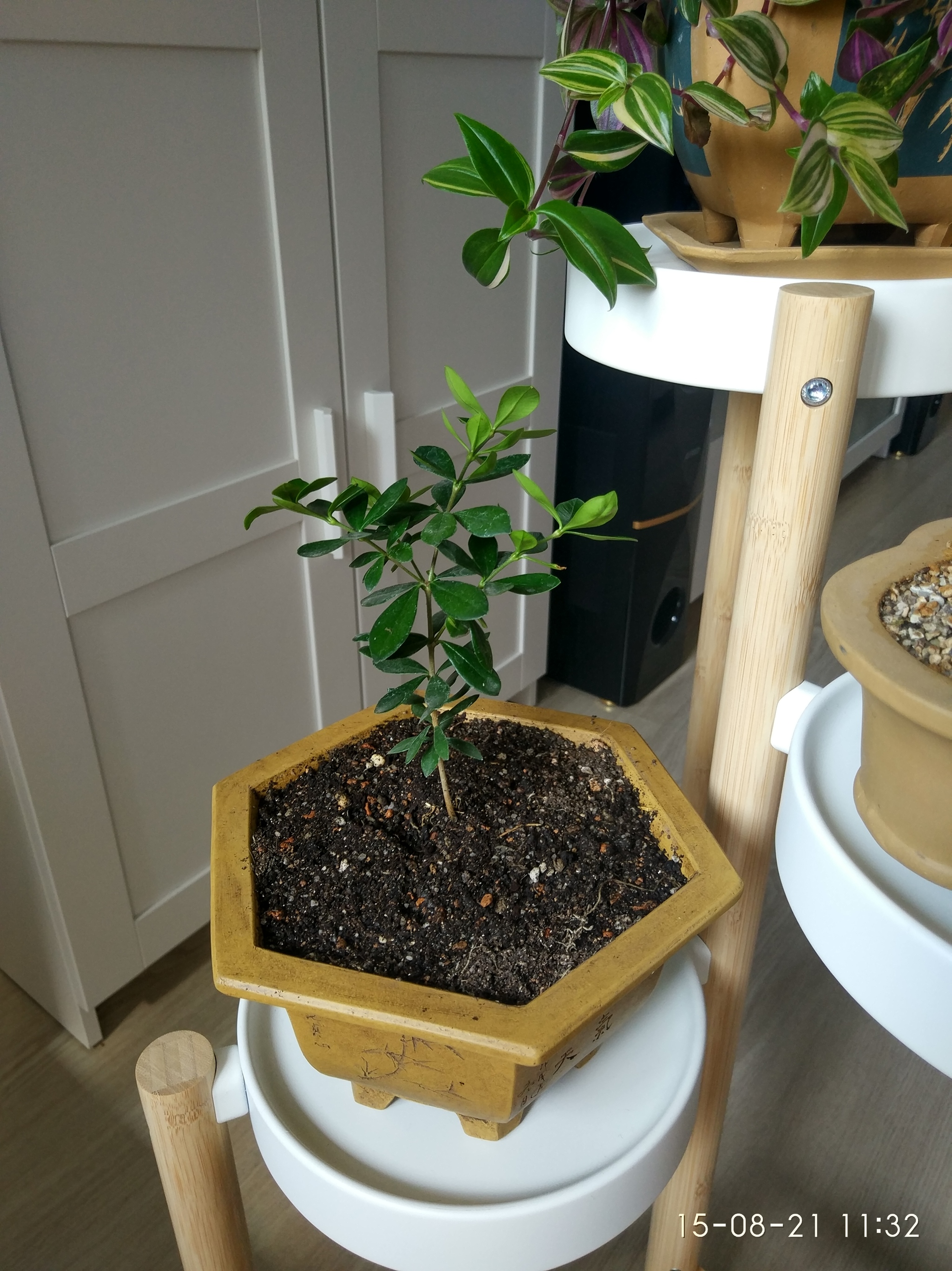 Three Friends in Alexia's Pots + Tradescantia and Boxwood - My, Plants, Houseplants, The photo, Flower pot, Longpost