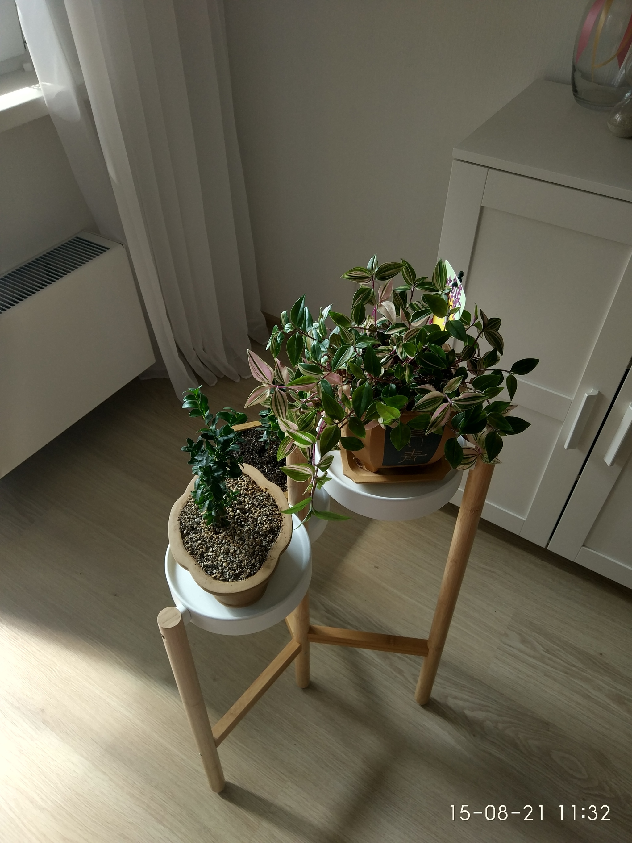 Three Friends in Alexia's Pots + Tradescantia and Boxwood - My, Plants, Houseplants, The photo, Flower pot, Longpost