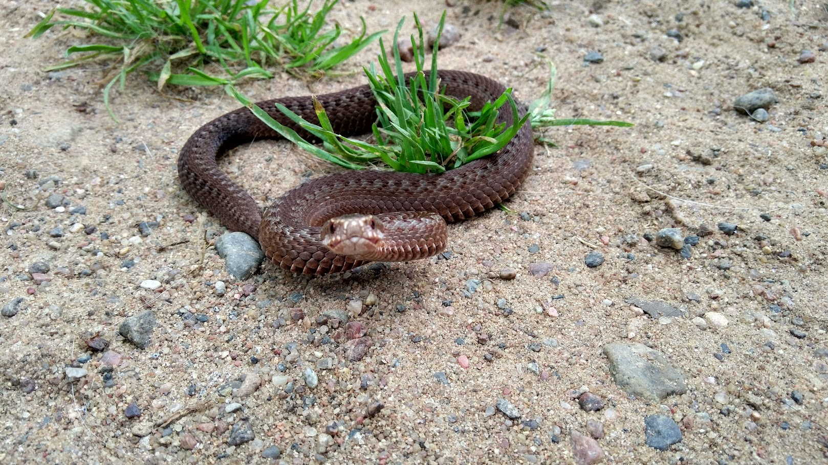 How do I save a viper - My, Snake, Vipers, Animal Rescue, Video, Longpost