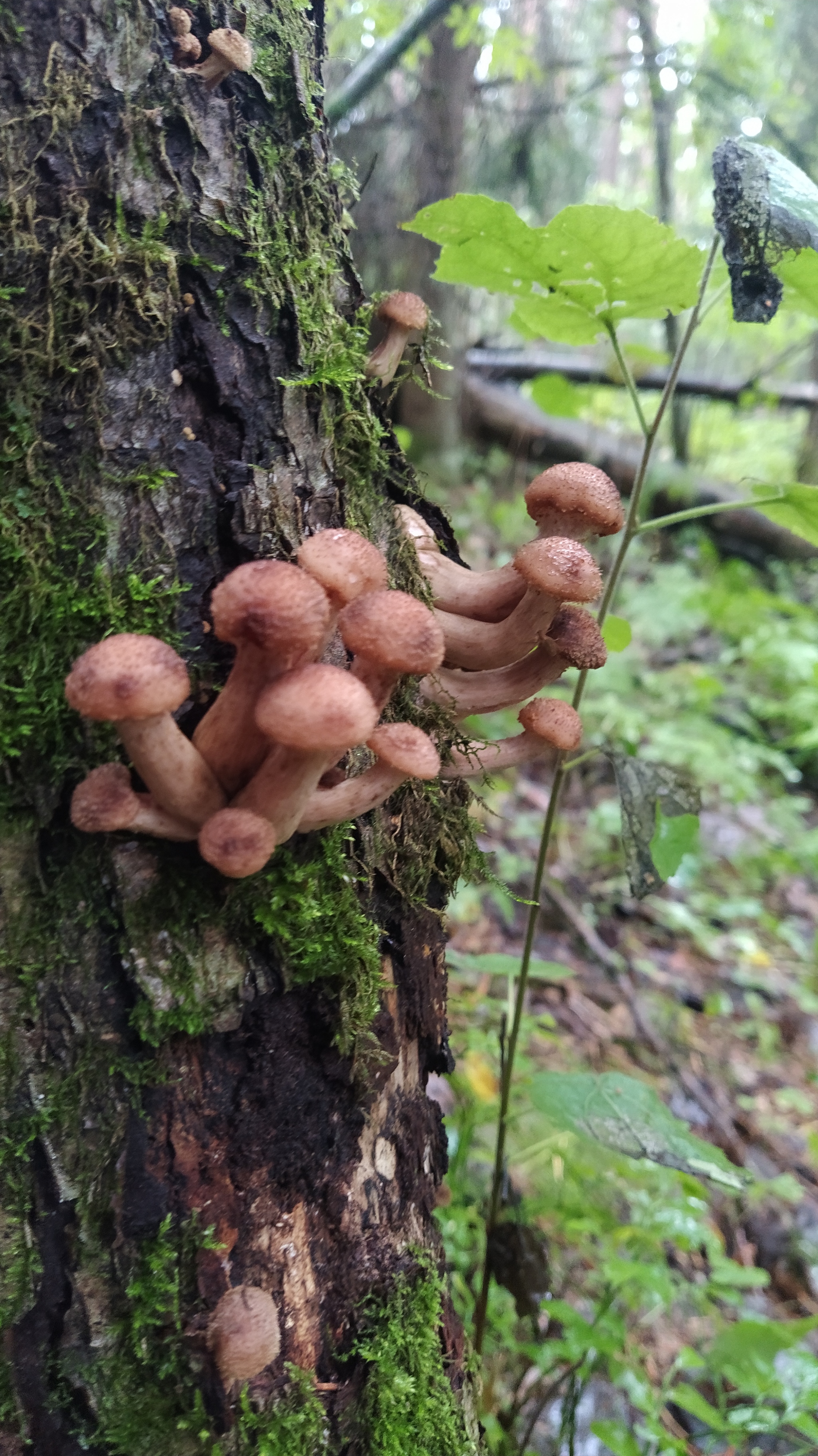 Proba, 5 km up the Lepsari - My, Mushrooms, Leningrad region, Forest, Nature, Longpost