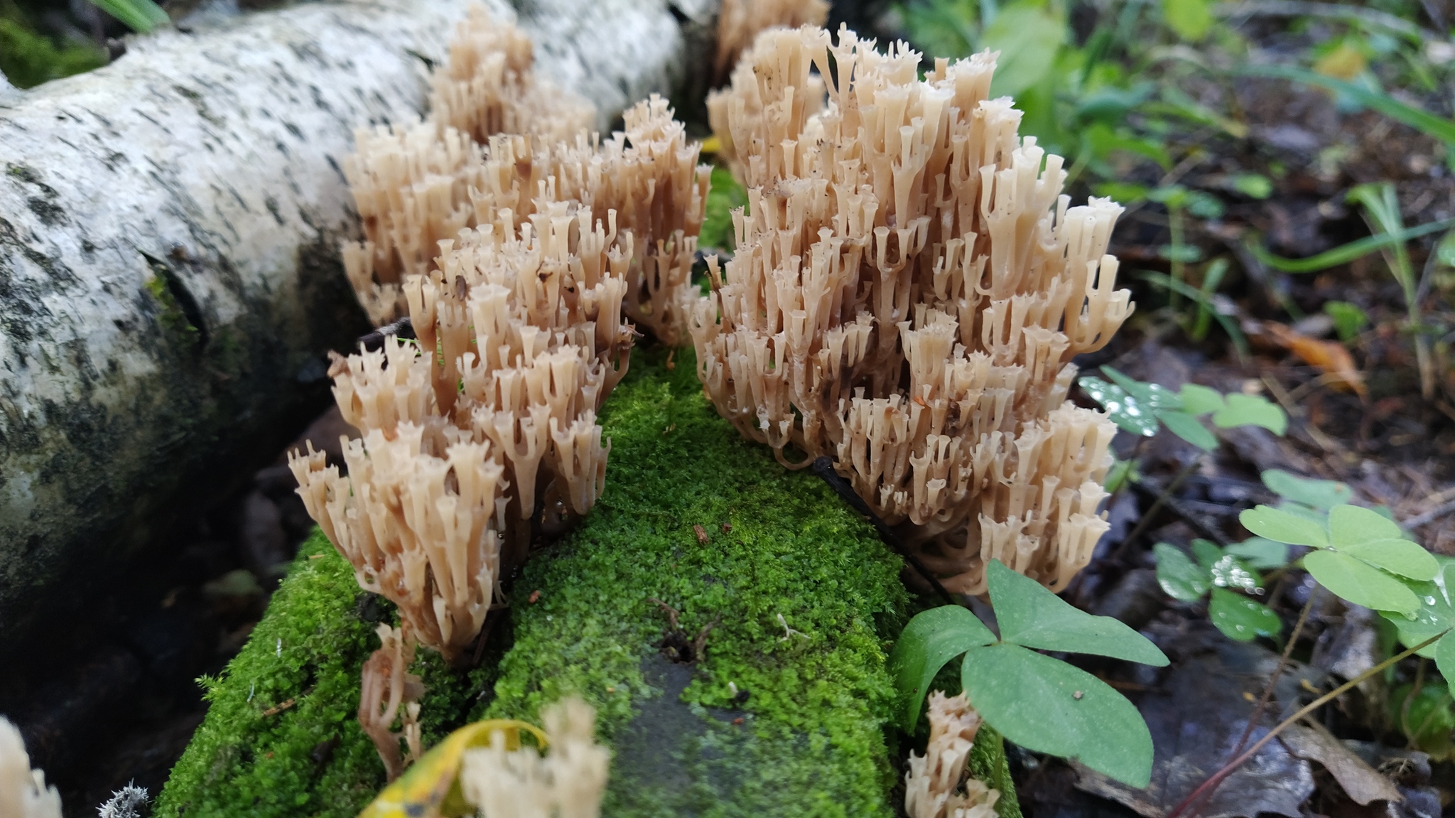 Proba, 5 km up the Lepsari - My, Mushrooms, Leningrad region, Forest, Nature, Longpost