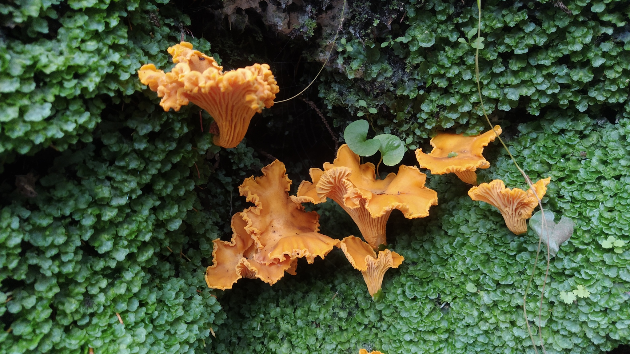 Proba, 5 km up the Lepsari - My, Mushrooms, Leningrad region, Forest, Nature, Longpost