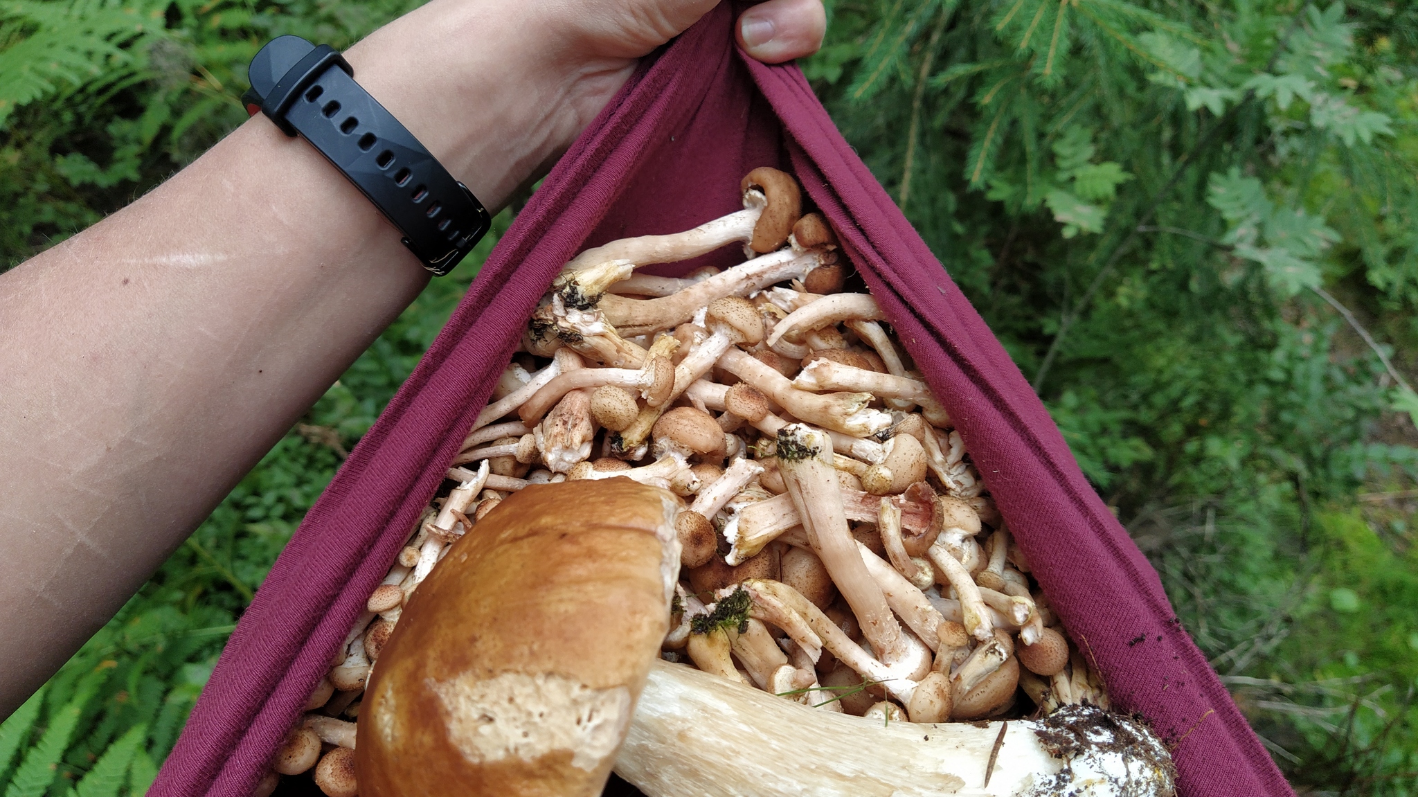 Proba, 5 km up the Lepsari - My, Mushrooms, Leningrad region, Forest, Nature, Longpost