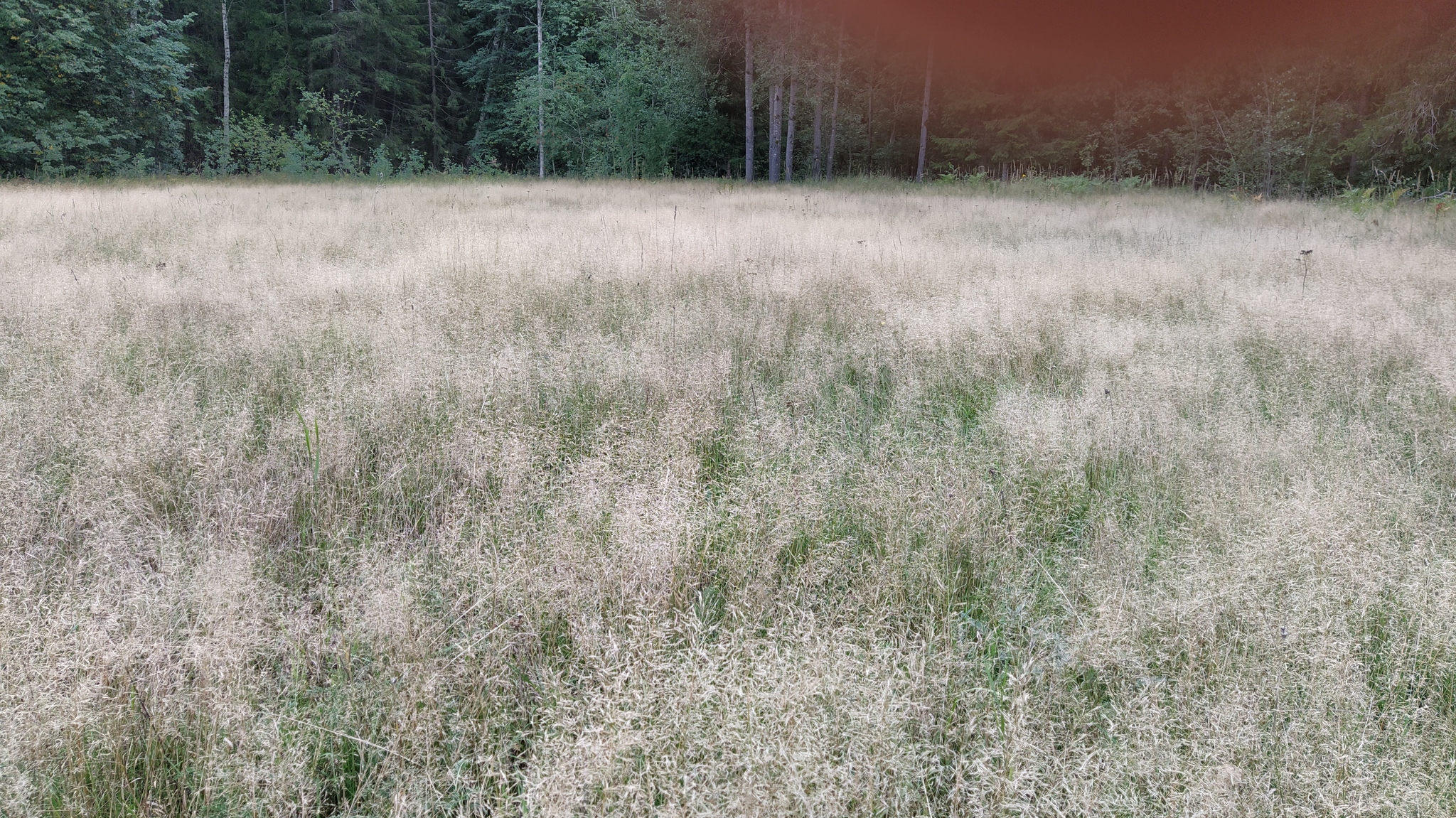 Proba, 5 km up the Lepsari - My, Mushrooms, Leningrad region, Forest, Nature, Longpost