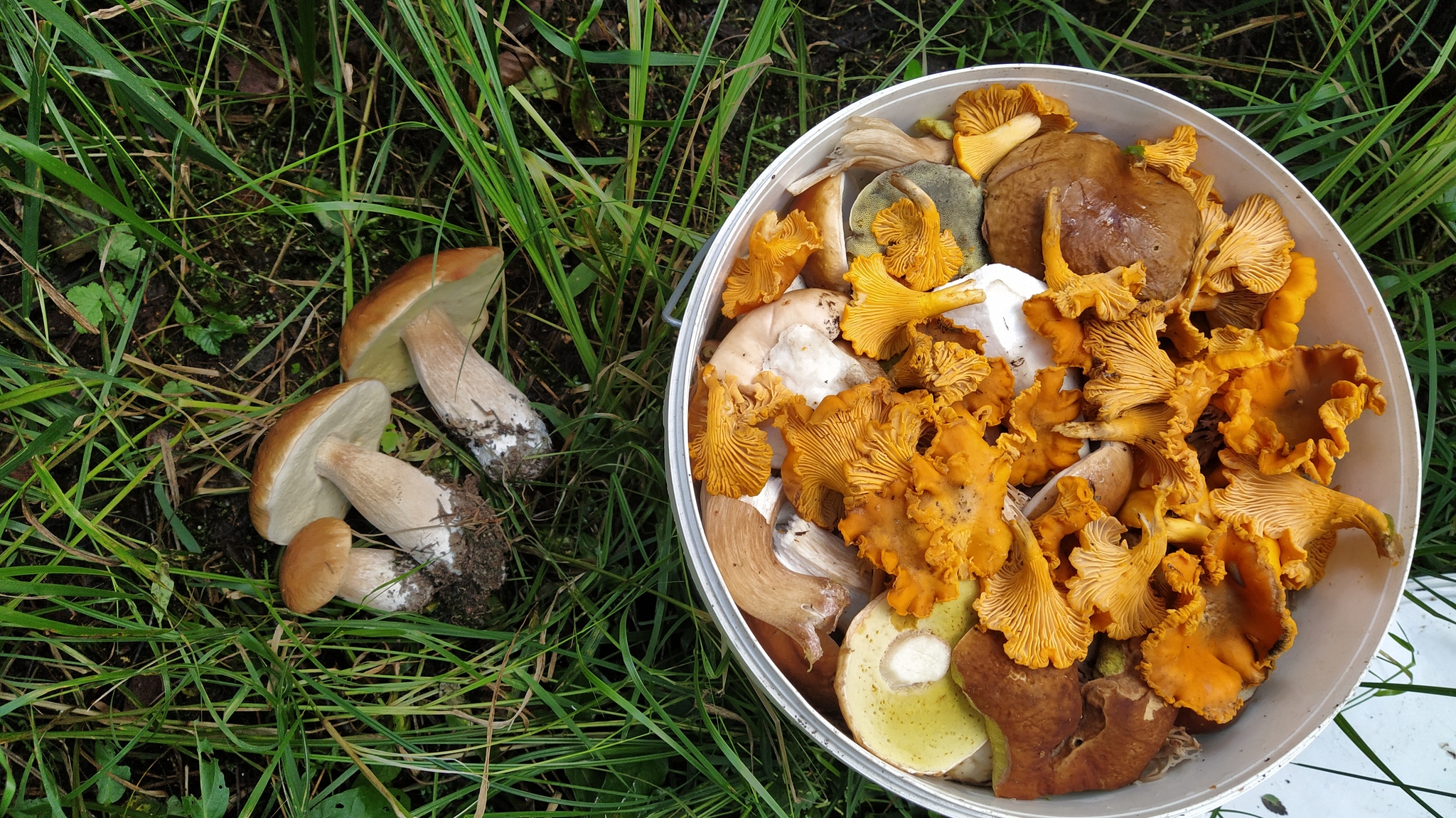 Proba, 5 km up the Lepsari - My, Mushrooms, Leningrad region, Forest, Nature, Longpost