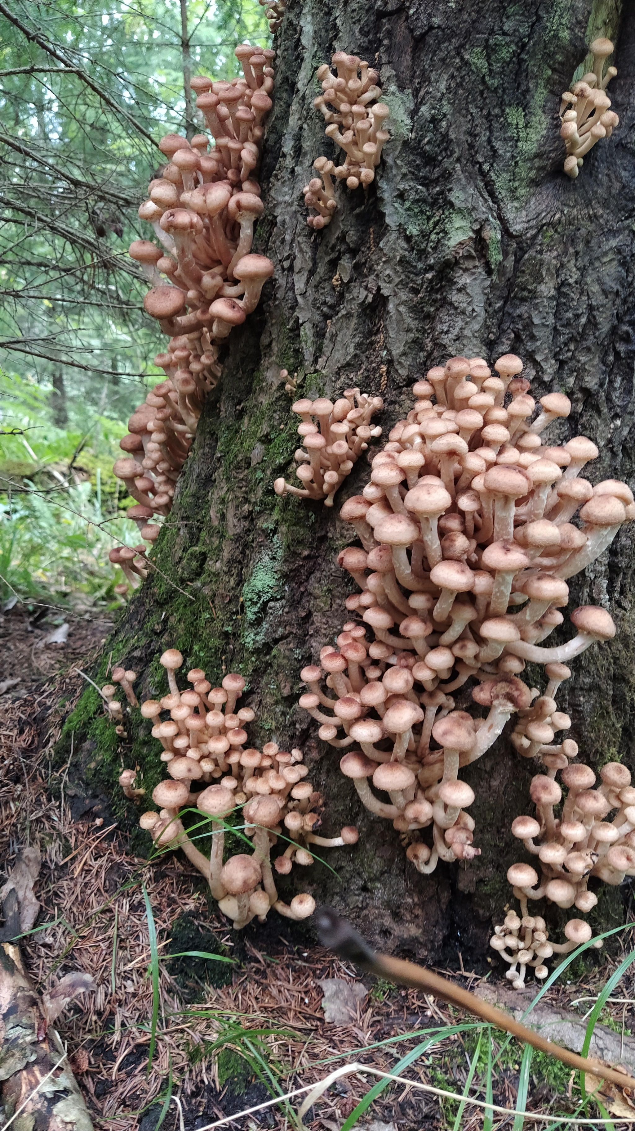 Proba, 5 km up the Lepsari - My, Mushrooms, Leningrad region, Forest, Nature, Longpost