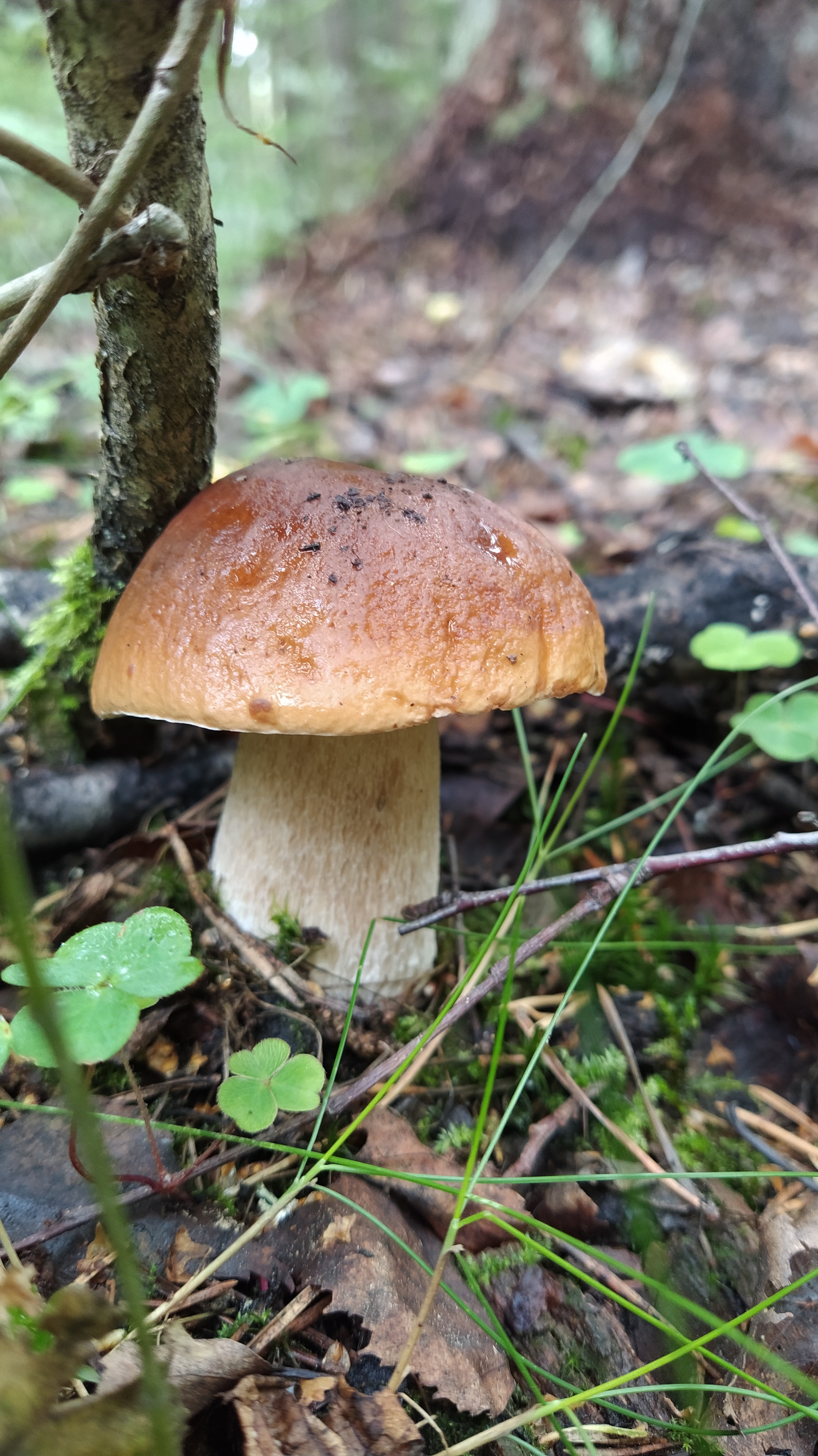 Proba, 5 km up the Lepsari - My, Mushrooms, Leningrad region, Forest, Nature, Longpost