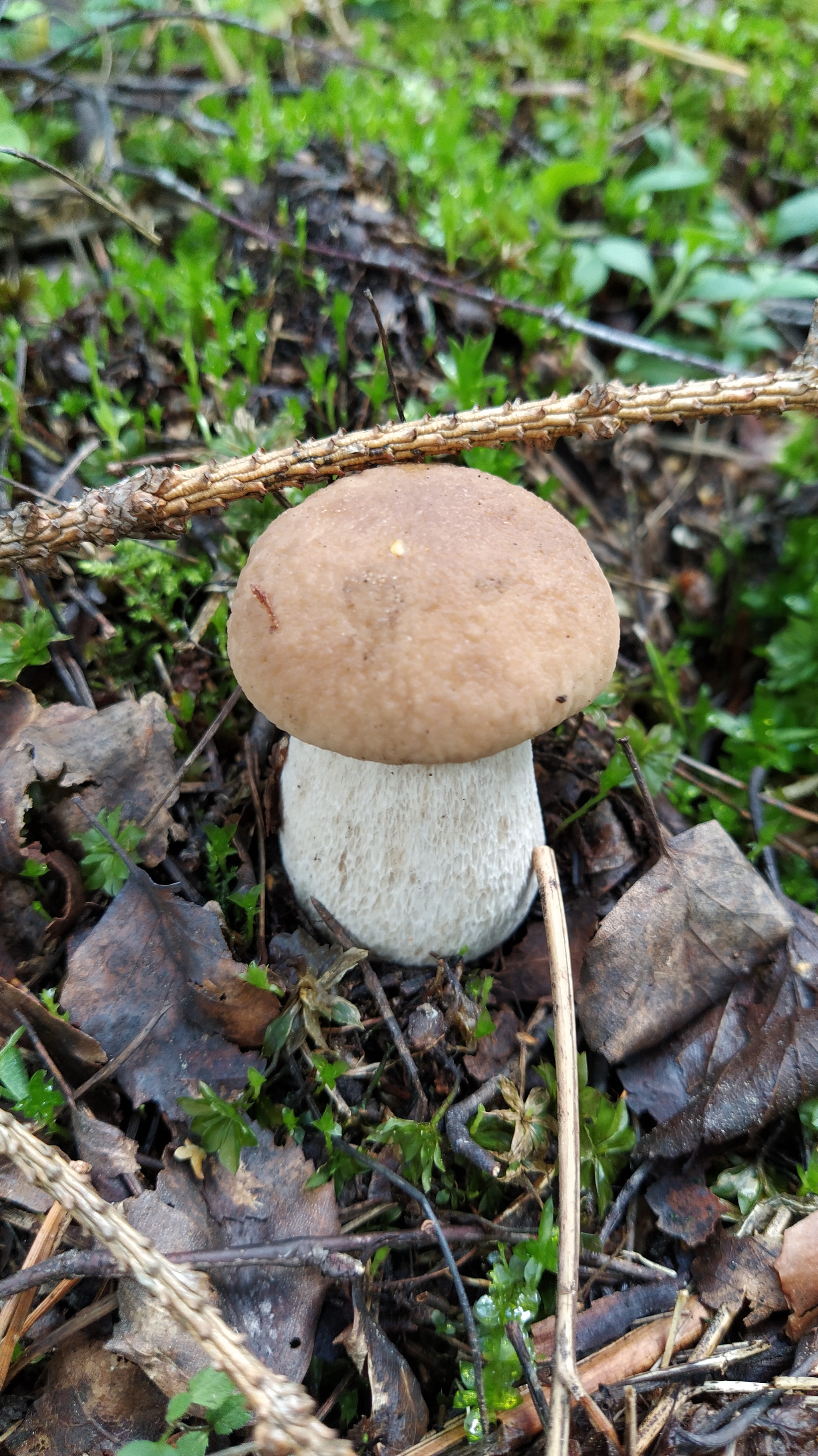 Proba, 5 km up the Lepsari - My, Mushrooms, Leningrad region, Forest, Nature, Longpost