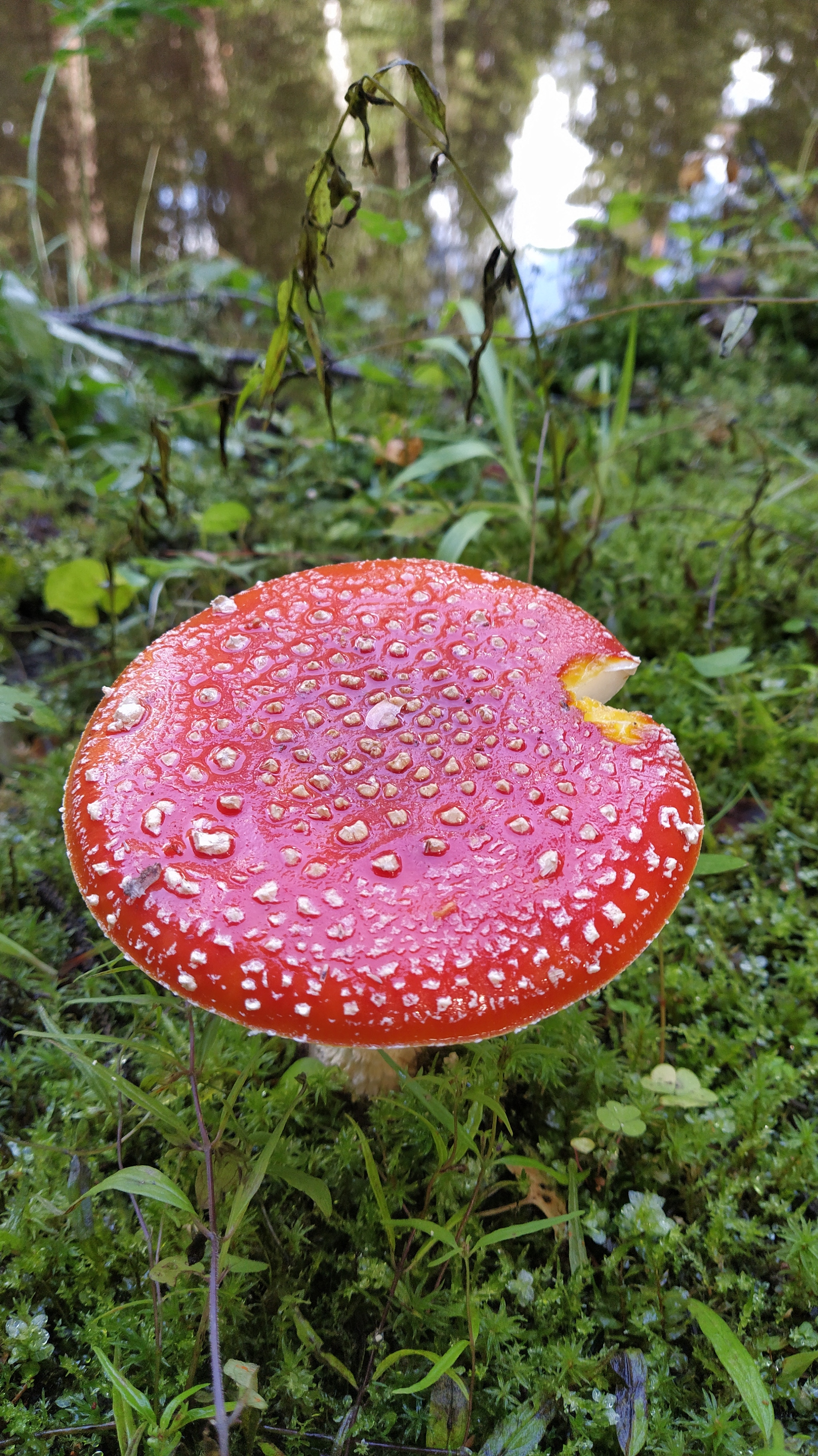 Proba, 5 km up the Lepsari - My, Mushrooms, Leningrad region, Forest, Nature, Longpost