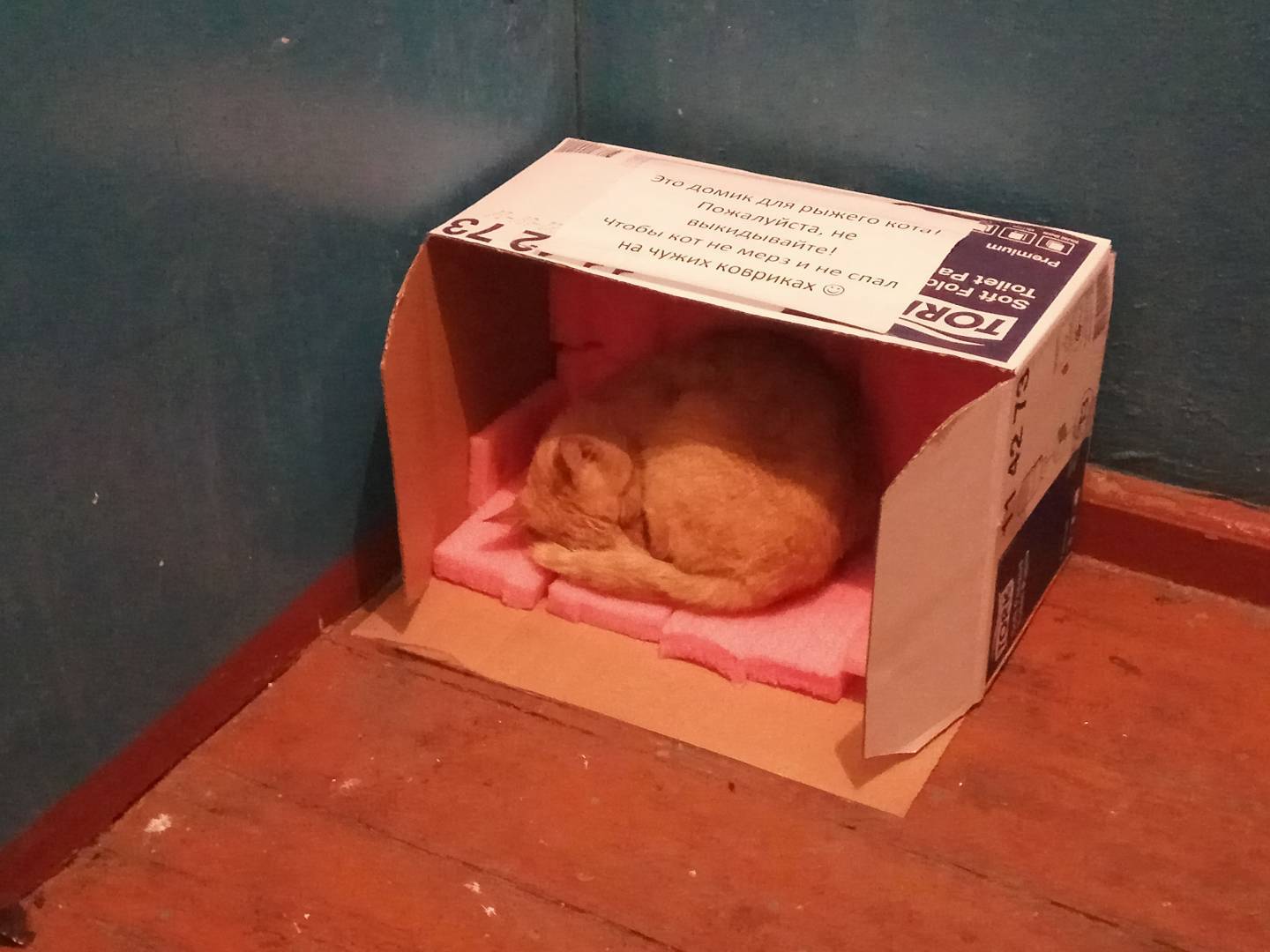 ... in this world kindness! - My, Kindness, cat, Box, The photo, Help