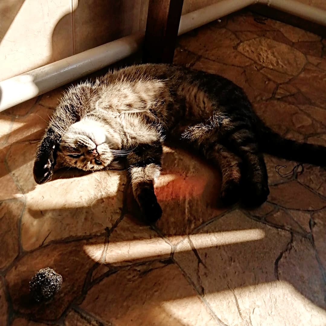 Koska) - My, Cat lovers, Sun rays, cat, Longpost, Muzzle, Puffs