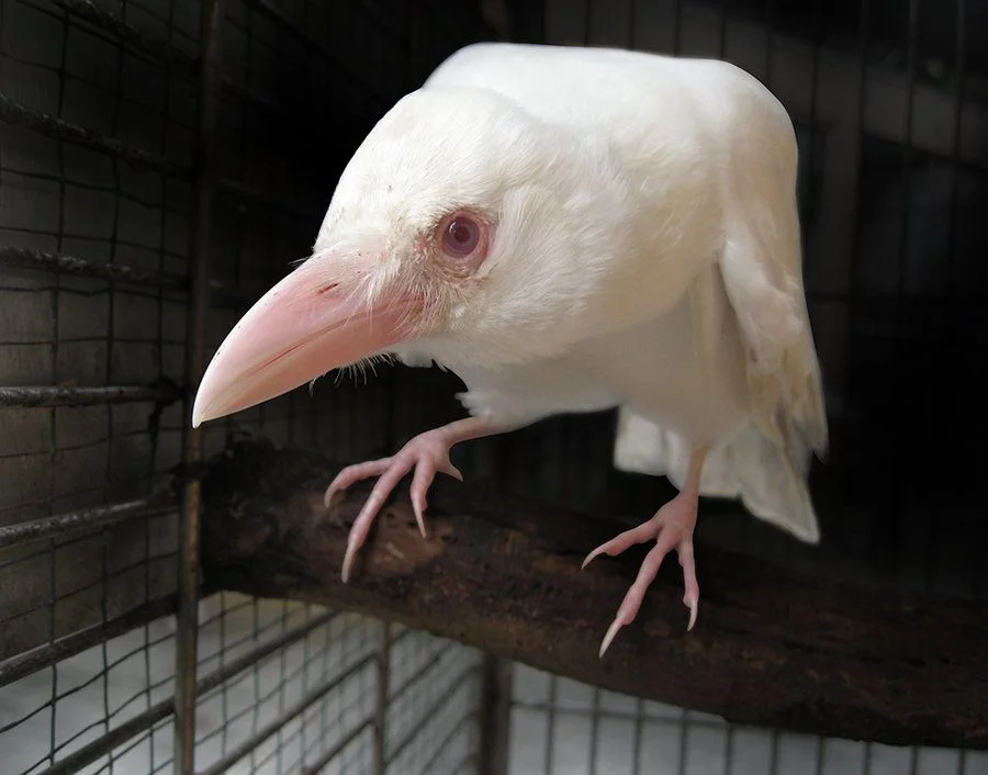 White crows: The fate of special birds in a flock. How do their relatives really treat them? - Animals, Birds, Crow, White crow, Albino, Animal book, Yandex Zen, Longpost