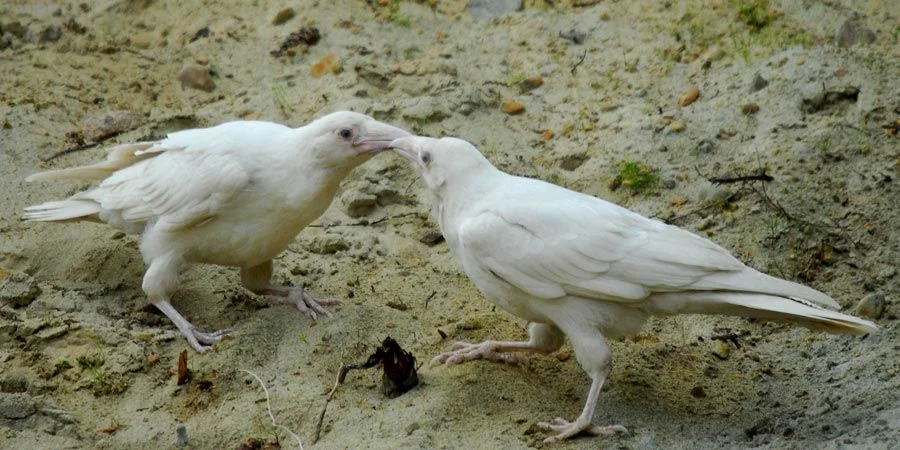 White crows: The fate of special birds in a flock. How do their relatives really treat them? - Animals, Birds, Crow, White crow, Albino, Animal book, Yandex Zen, Longpost