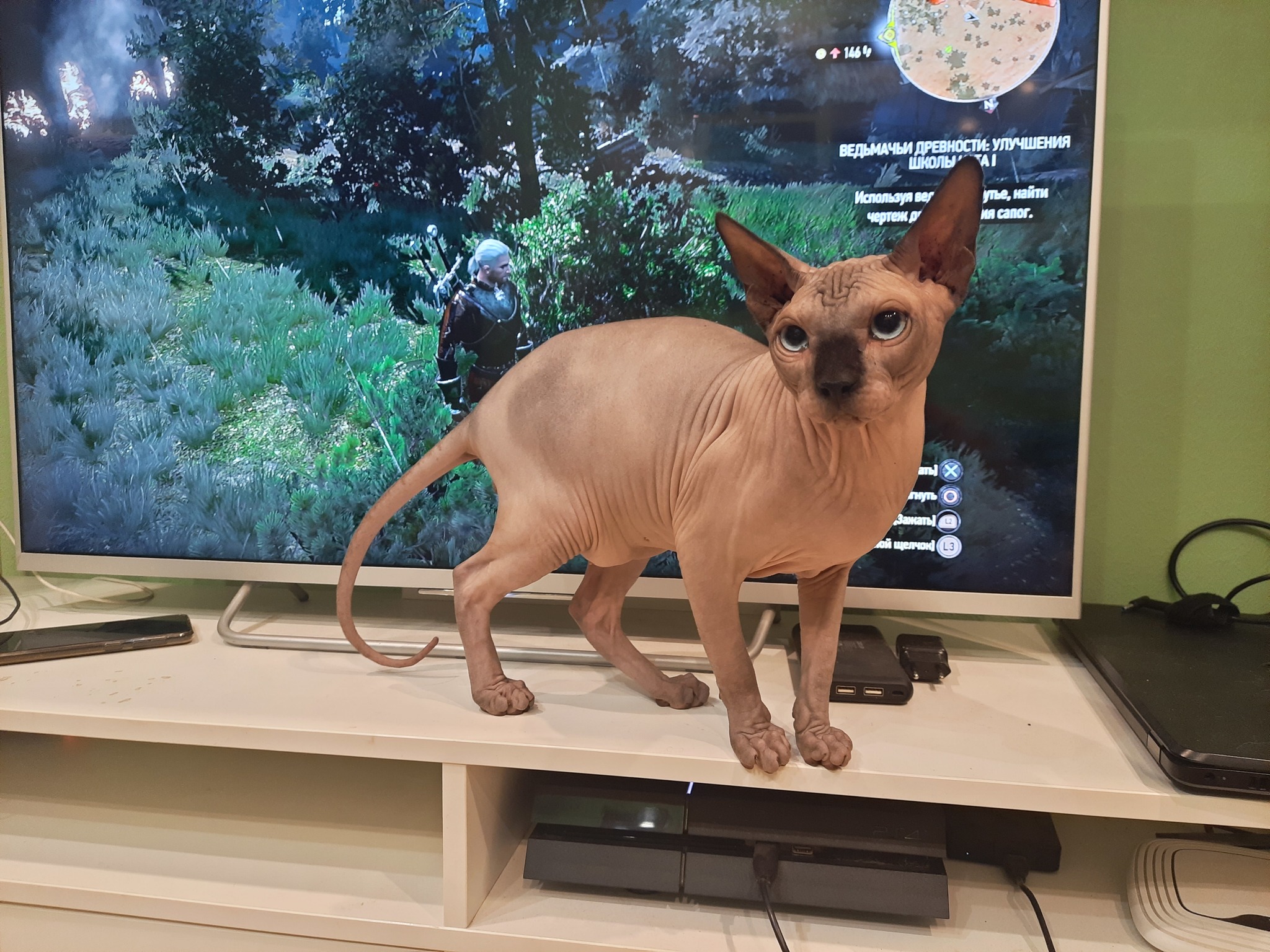 Sphinx. - My, cat, Canadian sphinx, Pets, Witcher