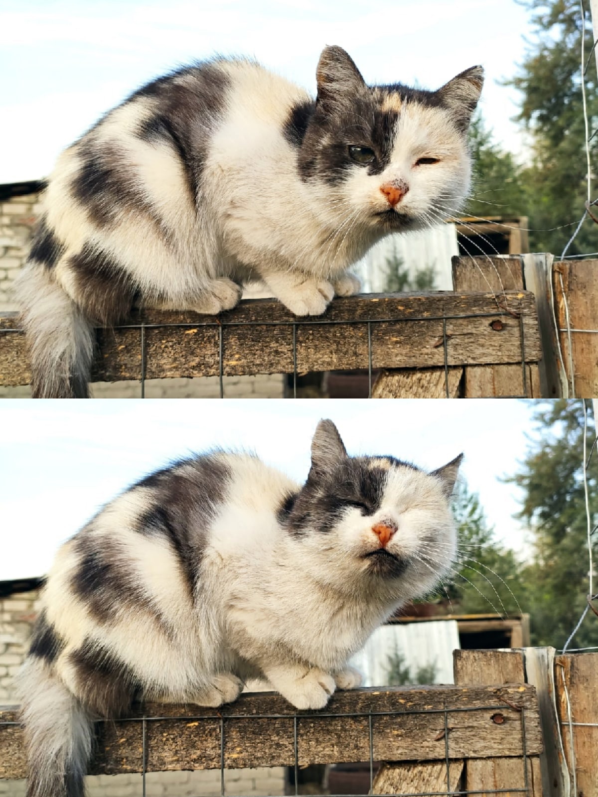 Lipetsk kitty - My, cat, Tricolor cat, Milota, Longpost