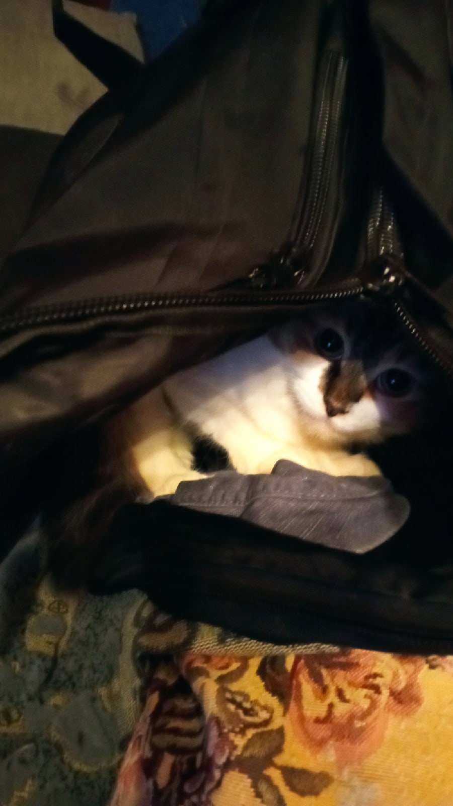 Help Dasha discover the secret of the backpack - My, Tricolor cat, Pets, cat