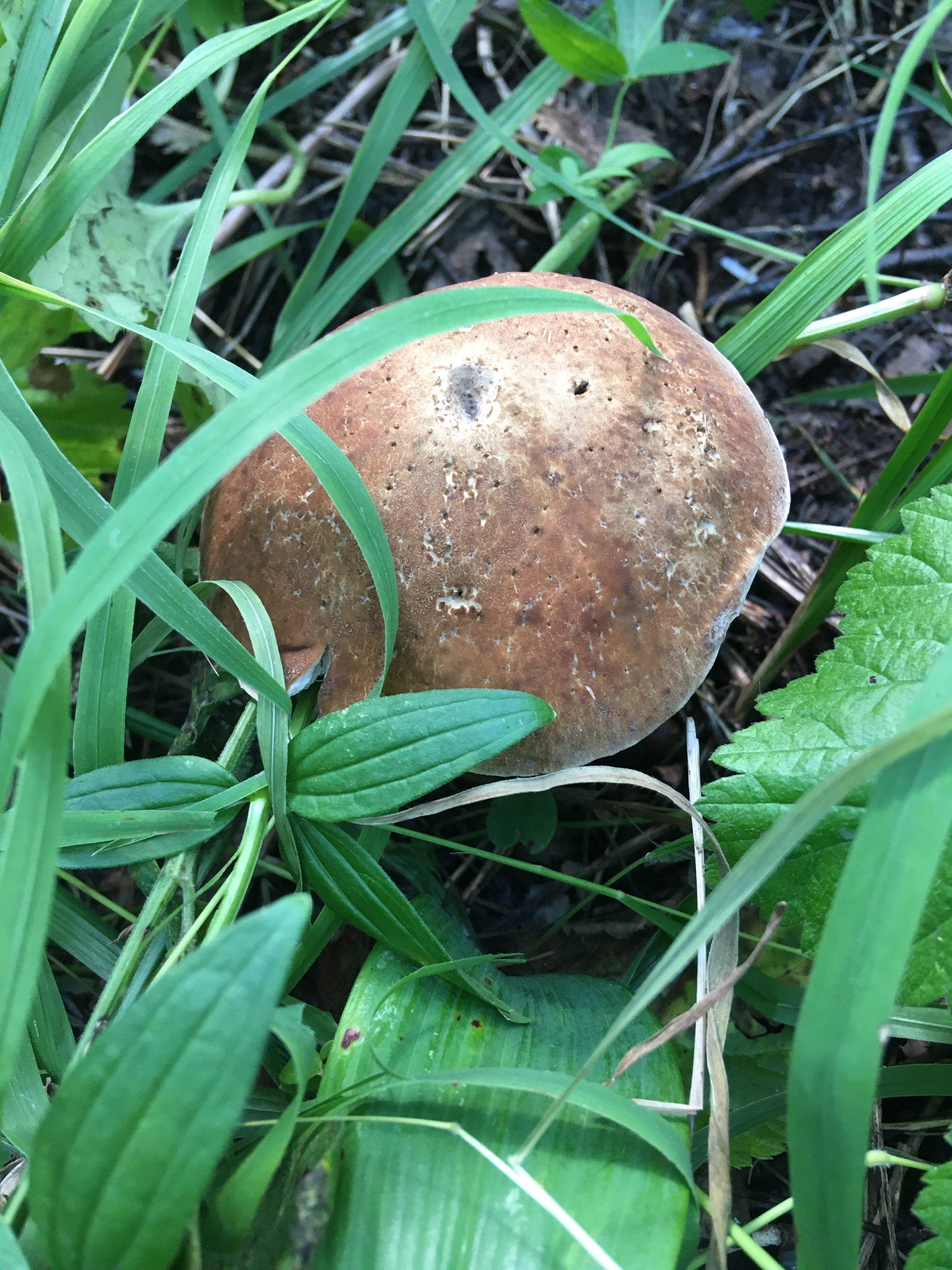 some mushrooms - My, Mushrooms, Chanterelles, Porcini, Mobile photography, Longpost