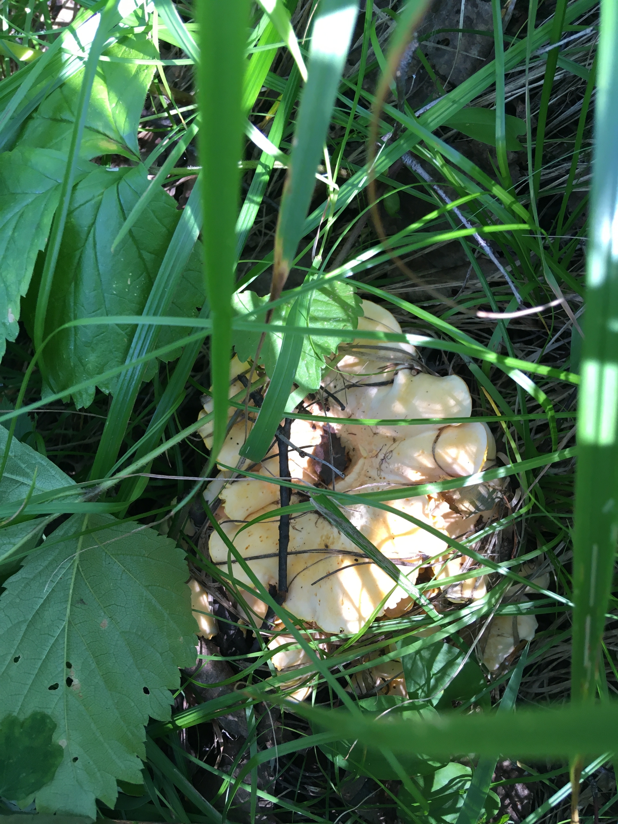 some mushrooms - My, Mushrooms, Chanterelles, Porcini, Mobile photography, Longpost