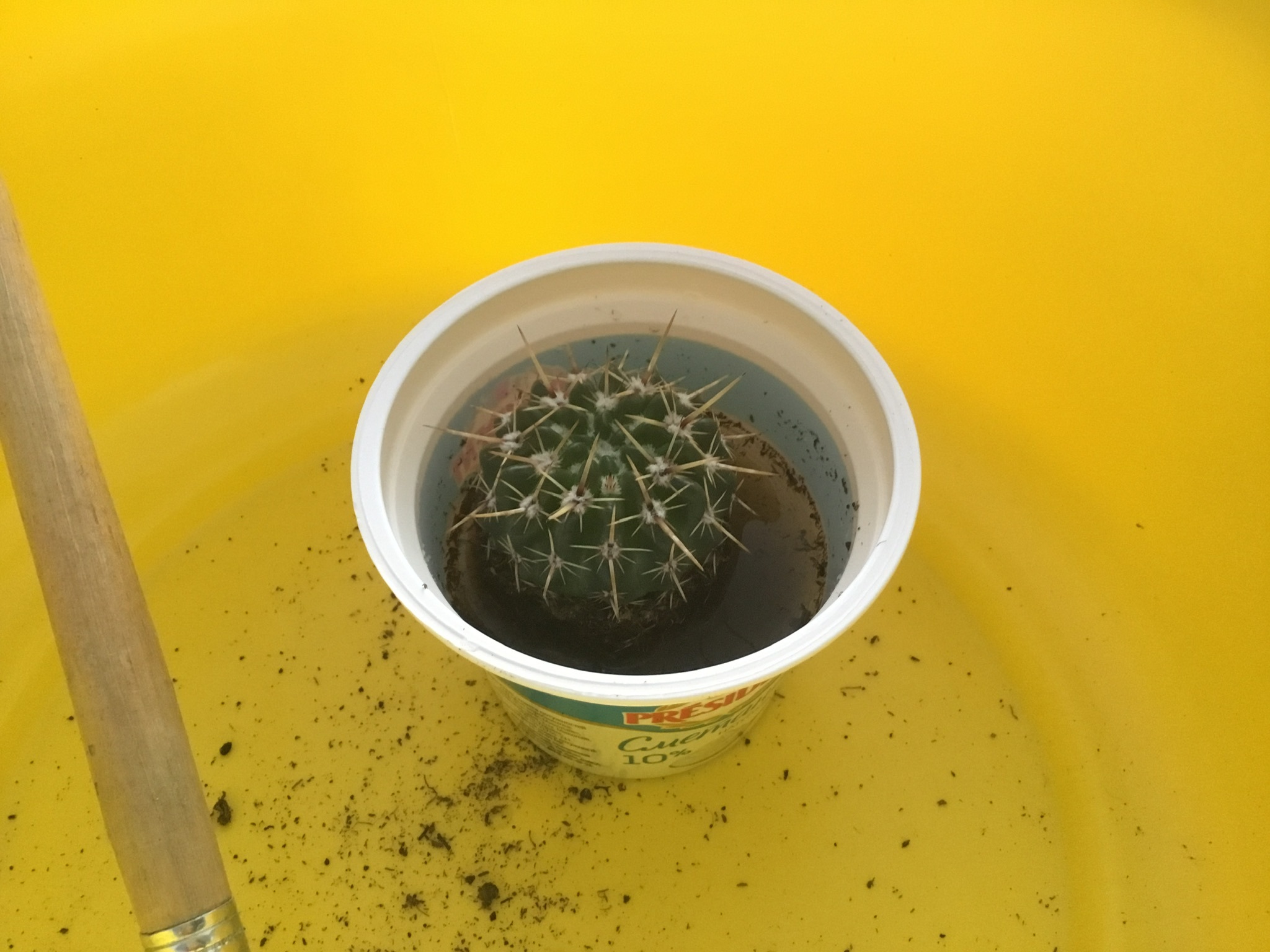 How to tame a Dutchman - My, Cactus, The rescue, Dutch, Growing, Houseplants, Longpost