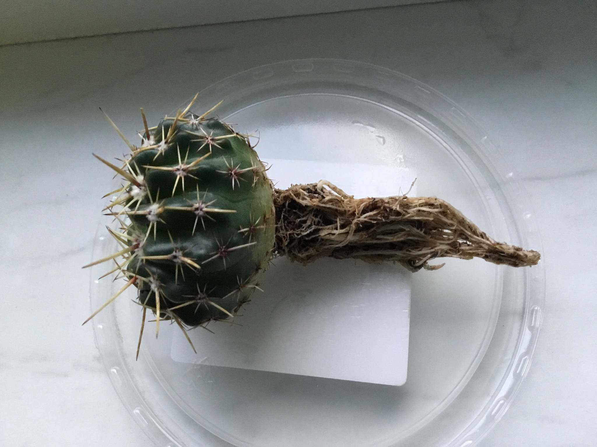 How to tame a Dutchman - My, Cactus, The rescue, Dutch, Growing, Houseplants, Longpost