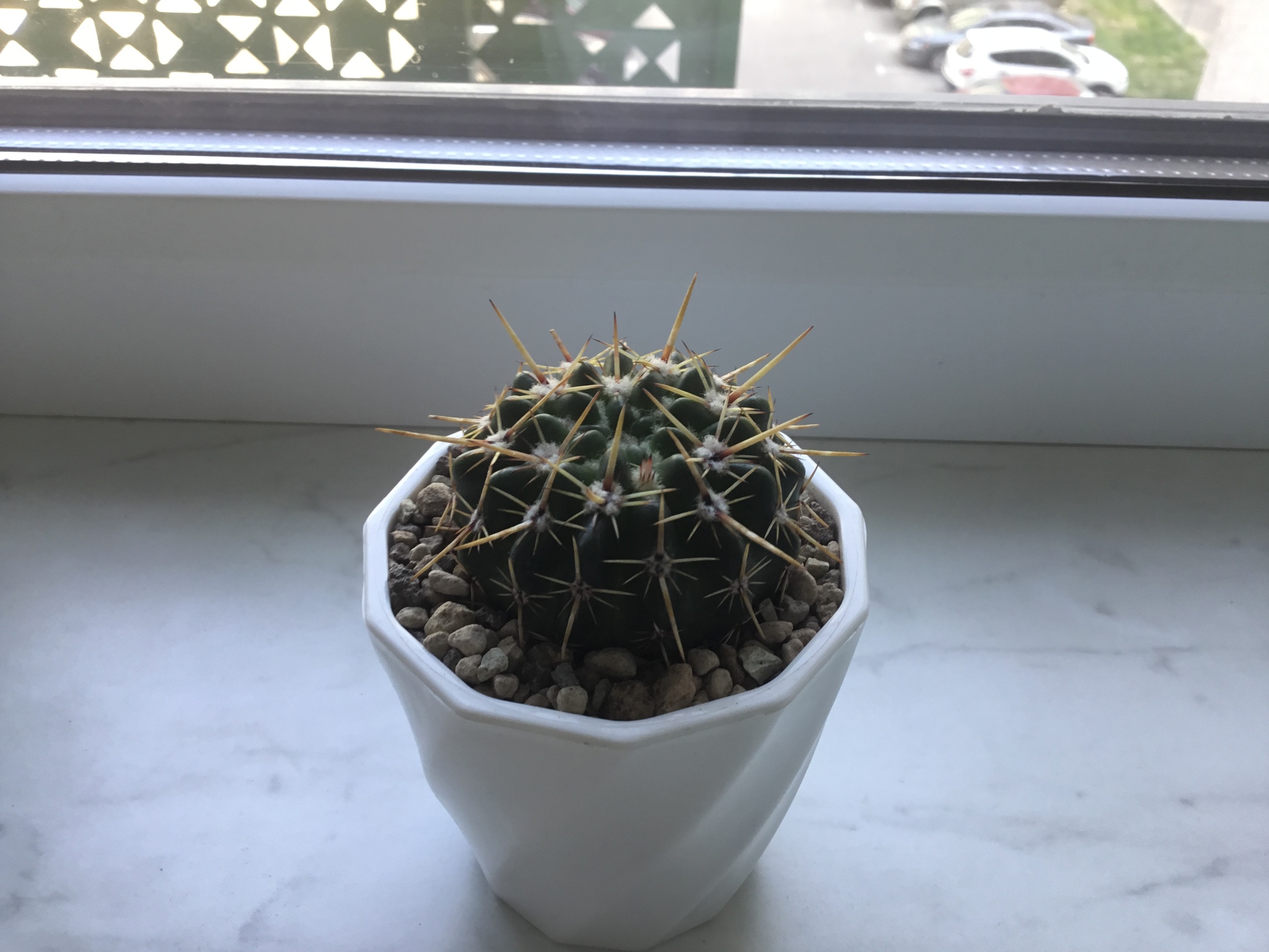 How to tame a Dutchman - My, Cactus, The rescue, Dutch, Growing, Houseplants, Longpost