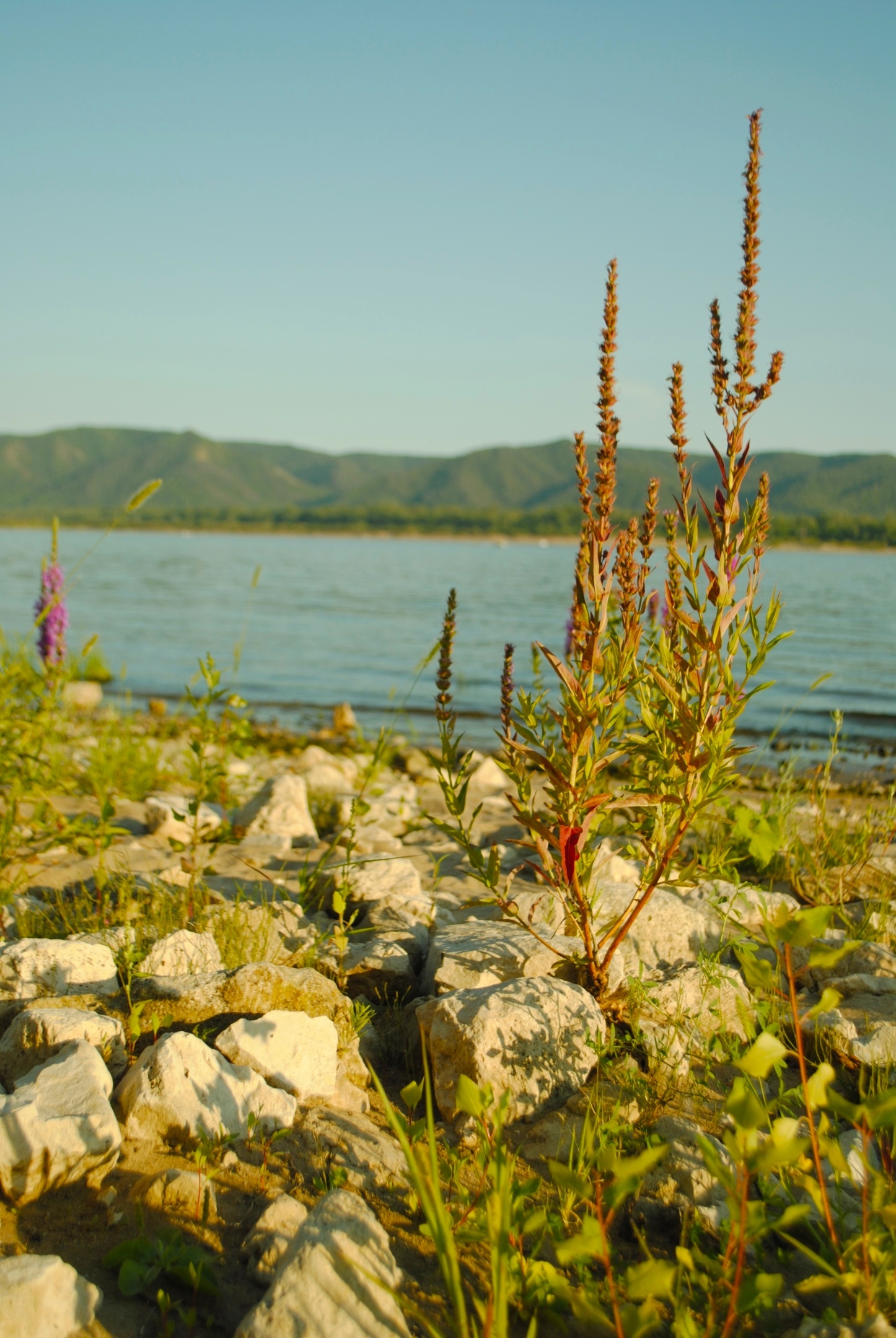 Volga - My, Volga river, Nature, Landscape, Summer, Longpost