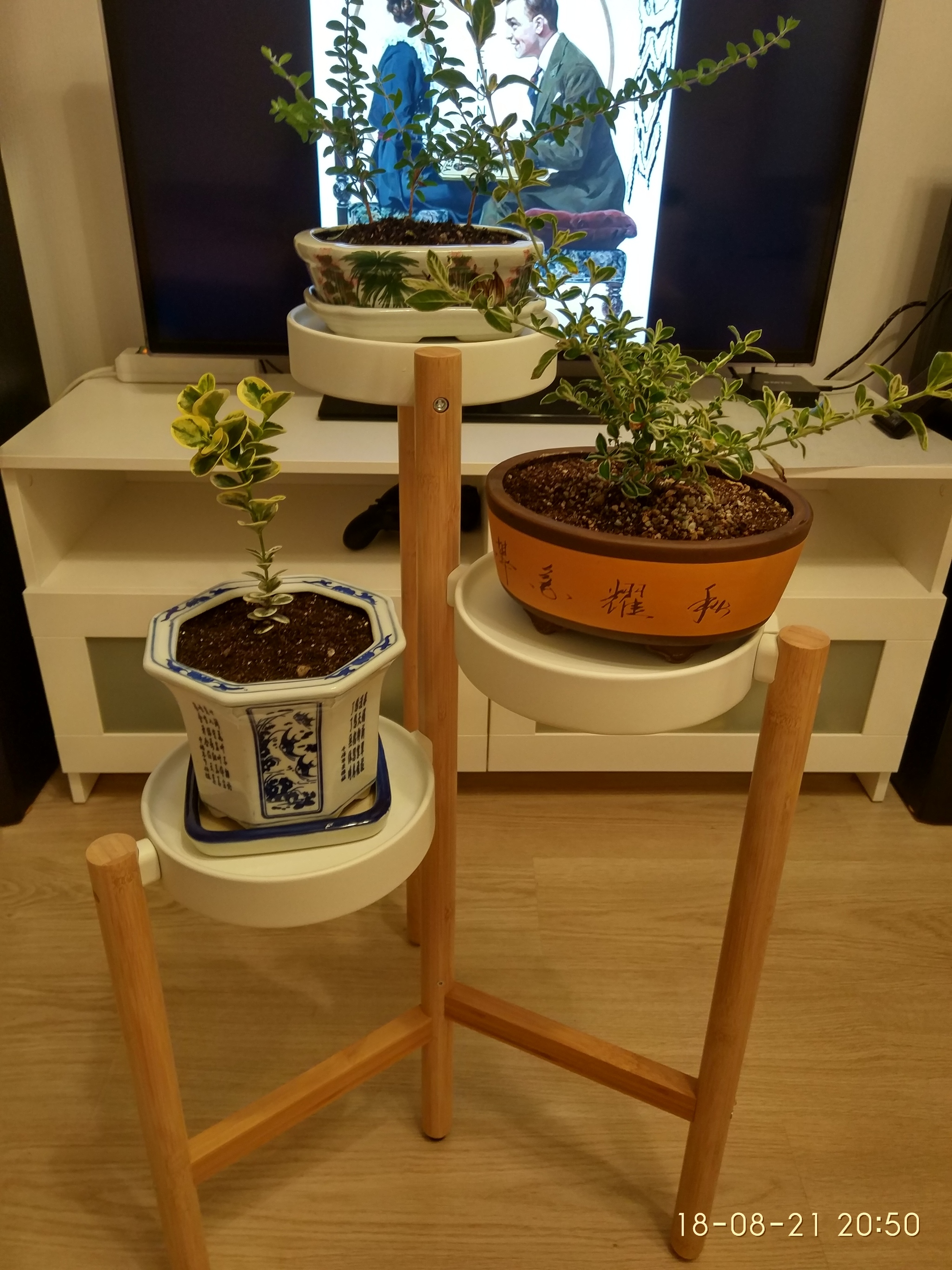 Serissa, carissa, nashiya - My, Plants, Houseplants, The photo, Longpost