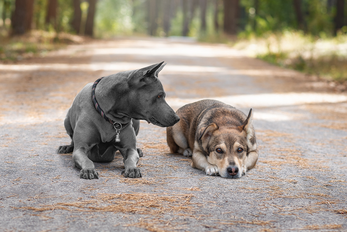 Leave me, old woman, I'm sad - My, Dog, Thai Ridgeback, Mestizo, The photo