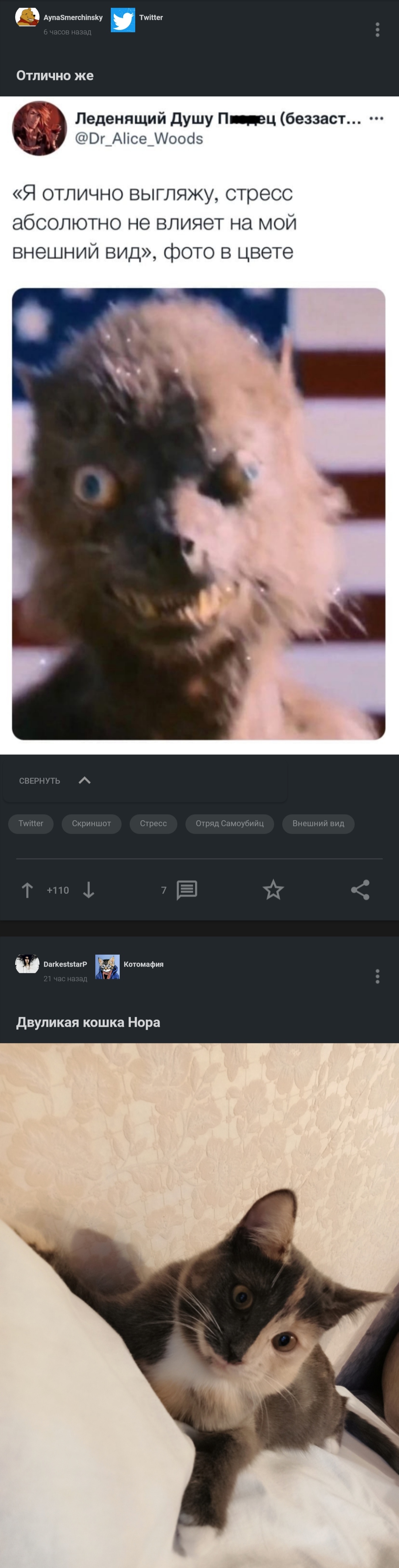 I hope the owner is fine) - cat, Screenshot, Coincidence, Beautiful, Longpost