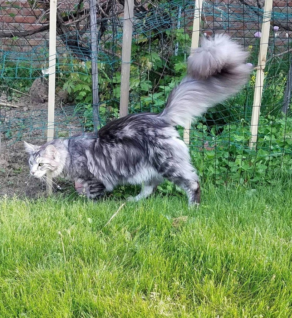 His tail - cat, Tail, Fluffy, Maine Coon