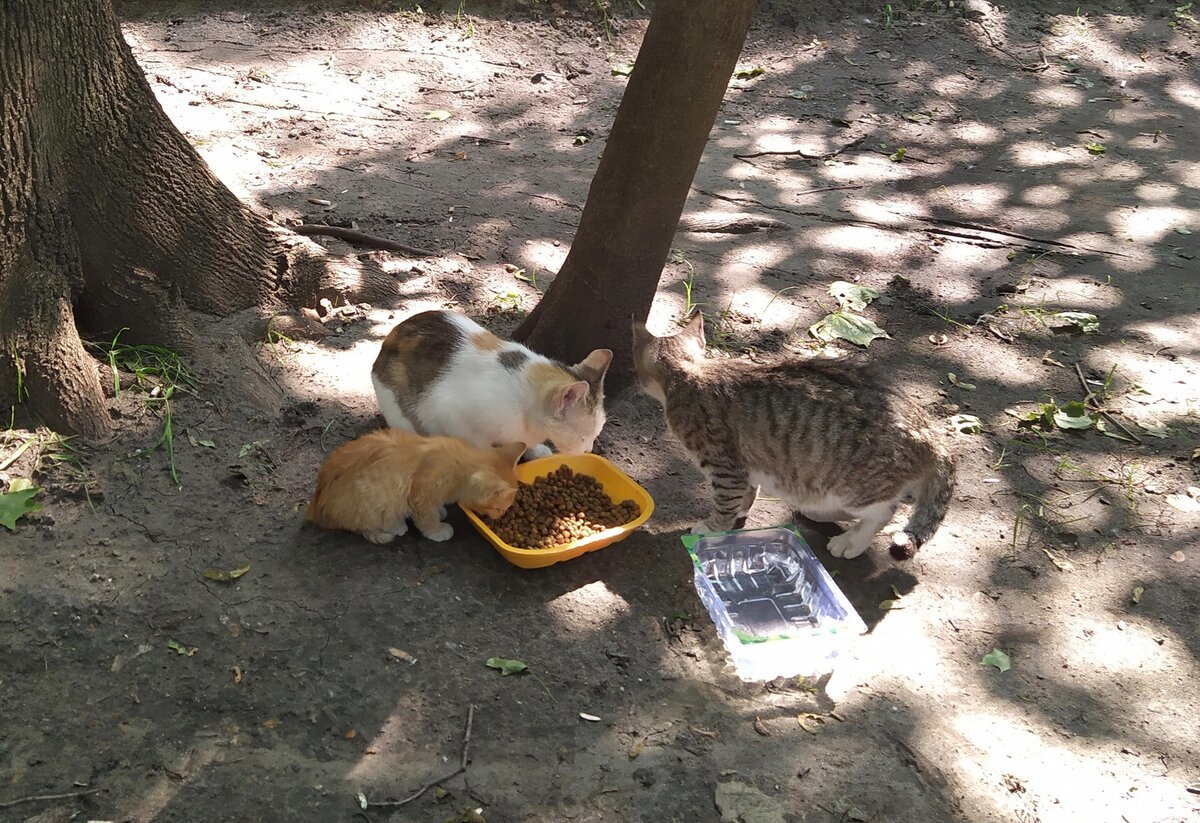 Кошки лучше нас переносят жару, но... | Пикабу