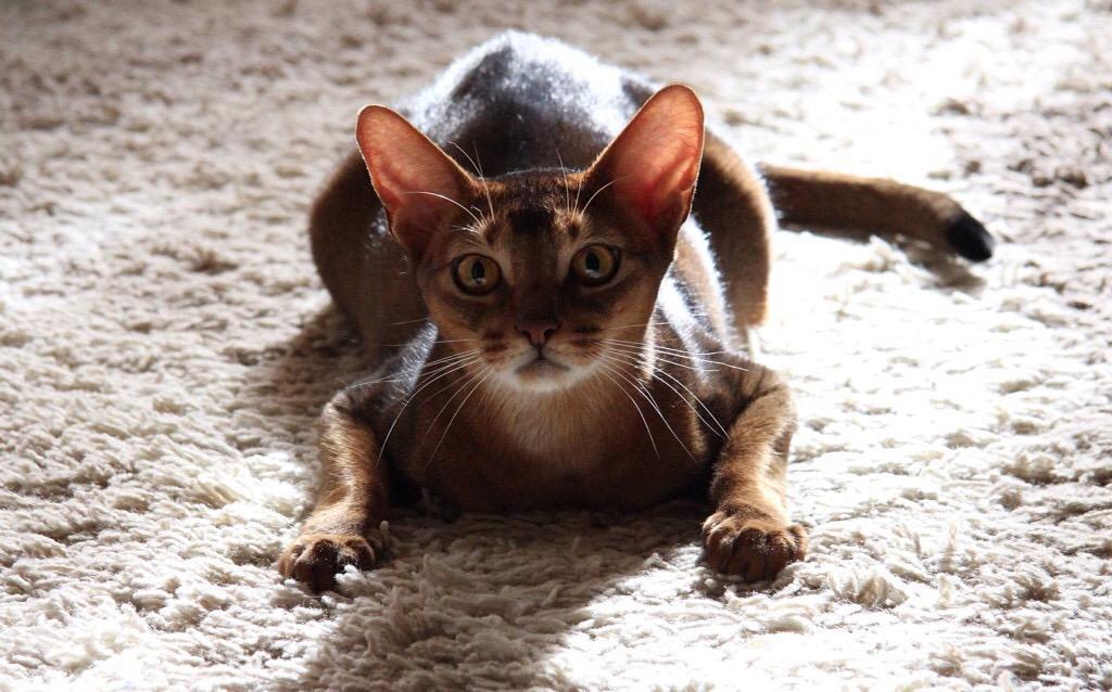 A little favorite cat in your feed - My, Abyssinian cat, cat, Pets, Severity, Do you sell fish?, Longpost