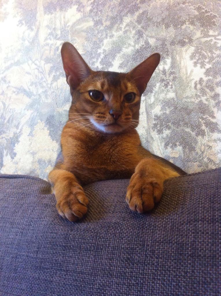 A little favorite cat in your feed - My, Abyssinian cat, cat, Pets, Severity, Do you sell fish?, Longpost