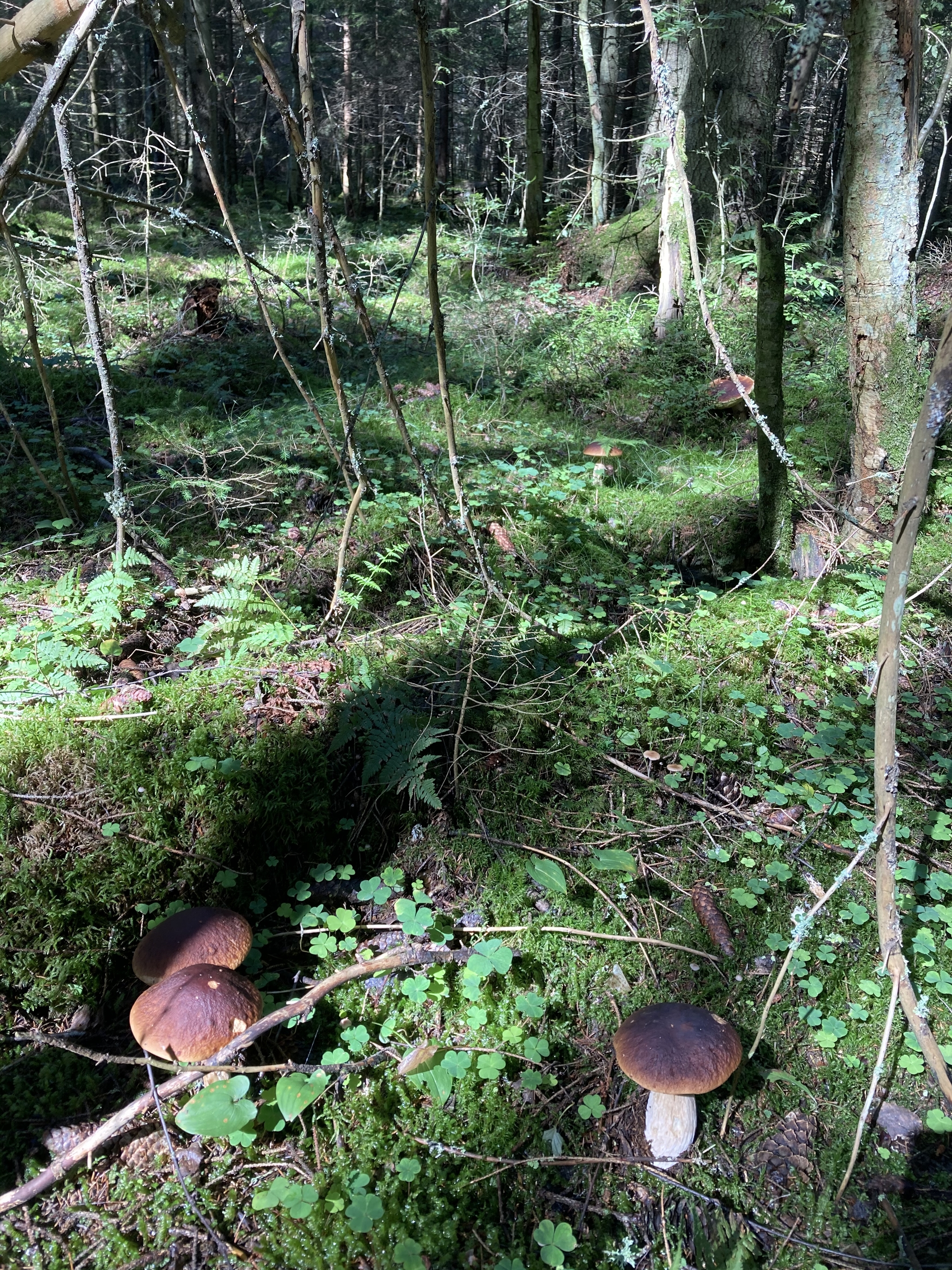 Mushrooms of the Leningrad region, part 4 - My, Mushrooms, Forest, beauty, Video, Longpost, Borovik, Silent hunt, ONE HUNDRED