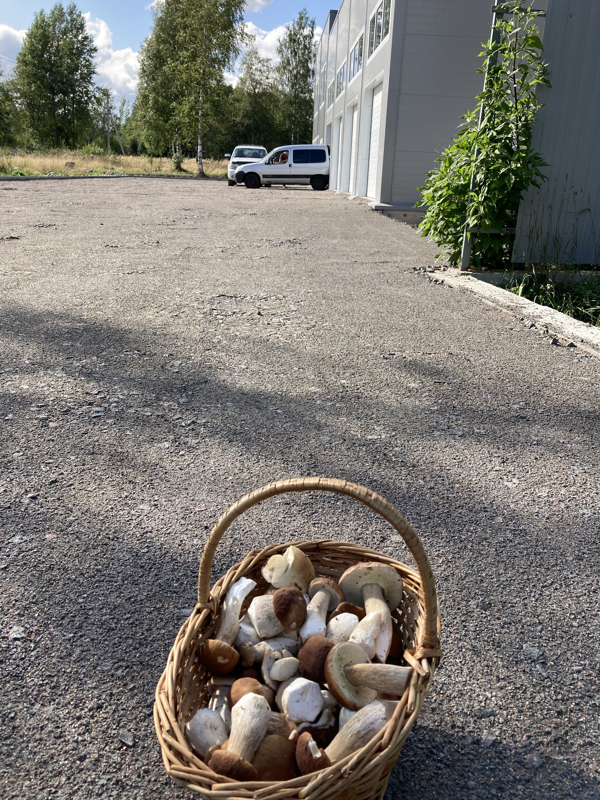 Mushrooms of the Leningrad region, part 4 - My, Mushrooms, Forest, beauty, Video, Longpost, Borovik, Silent hunt, ONE HUNDRED