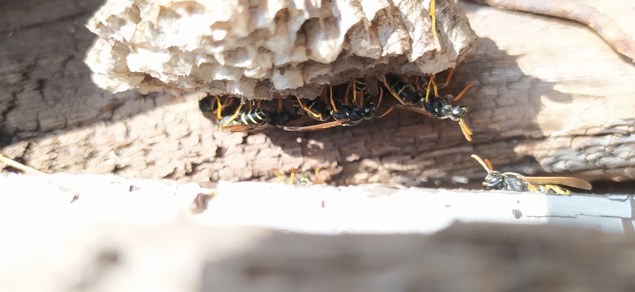 Near us - 3 - My, Insectophobia, Next to us, Insects, Swallowtail, Wasp, Butterfly, Spider, Chelyabinsk region, , Bite, Video, Longpost