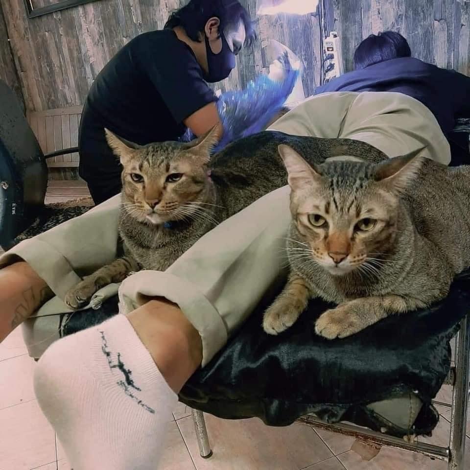 Tattoo artist and his assistants - cat, Tattoo artist, Longpost