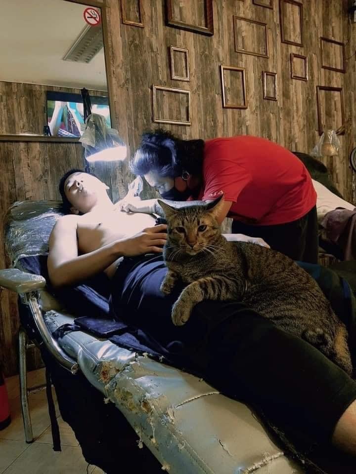 Tattoo artist and his assistants - cat, Tattoo artist, Longpost