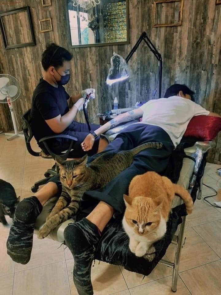 Tattoo artist and his assistants - cat, Tattoo artist, Longpost