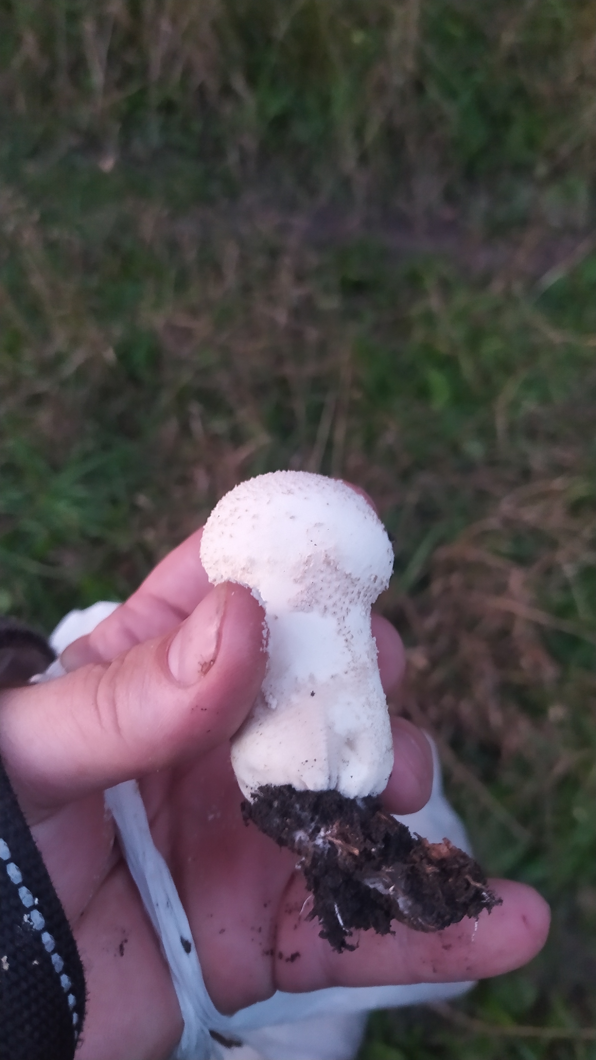 Tell me what kind of mushroom - My, Mushrooms, Summer, Longpost, Raincoat